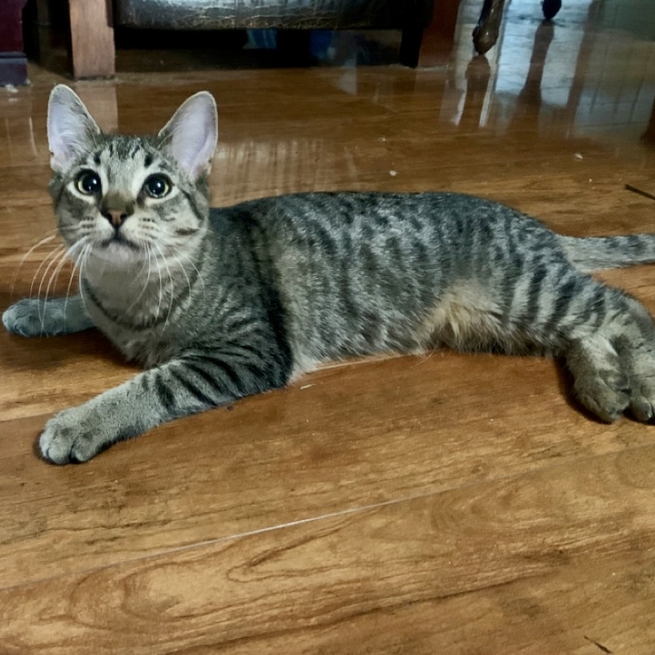 Kylee, a Adoptable mixed breed in Warwick, RI image 2/6