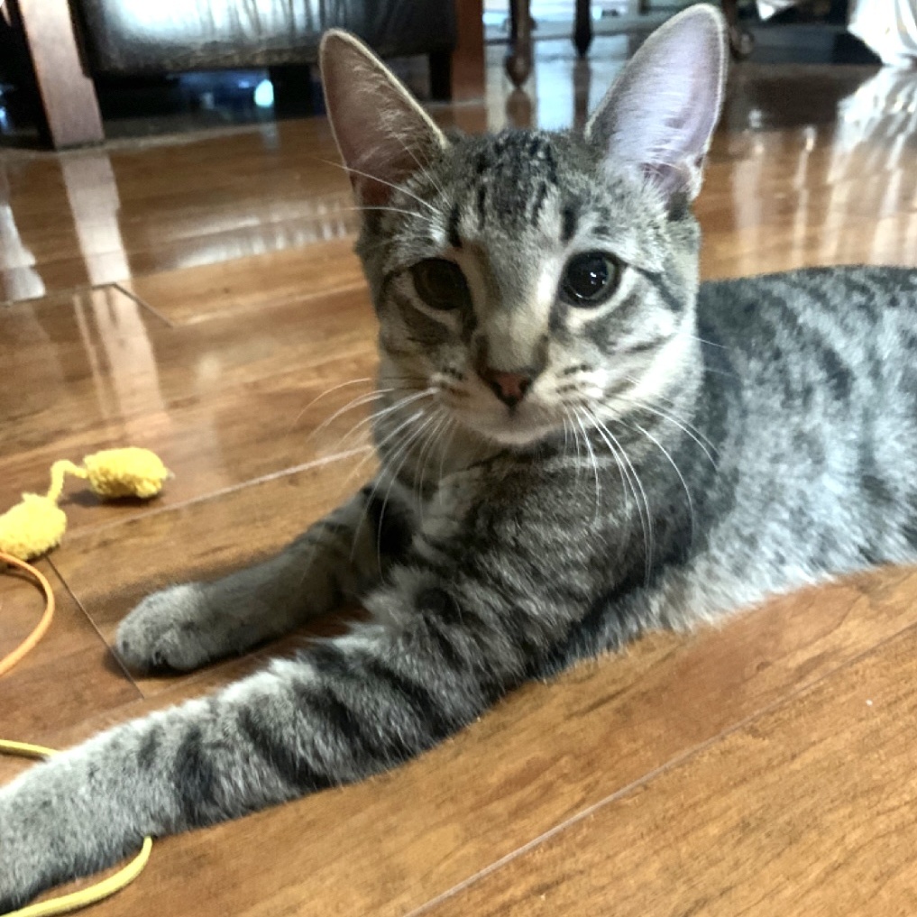 Kylee, a Adoptable mixed breed in Warwick, RI image 5/6