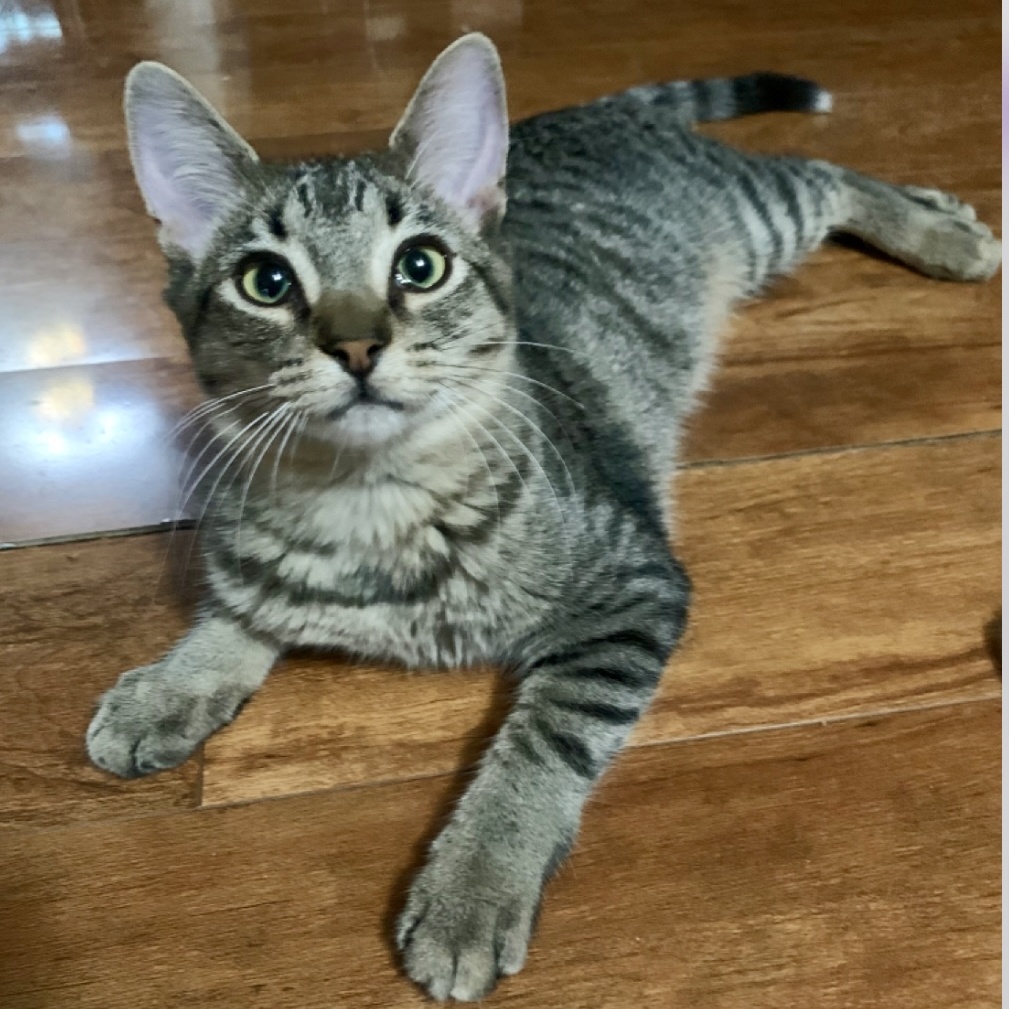 Kylee, Adoptable, Young Female Domestic Short Hair.