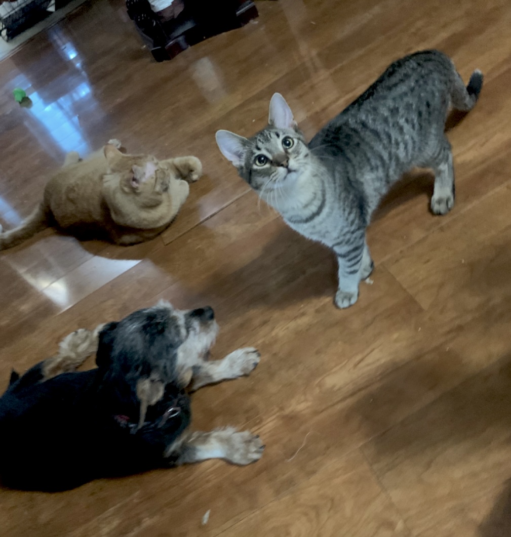 Kylee, a Adoptable mixed breed in Warwick, RI image 3/6