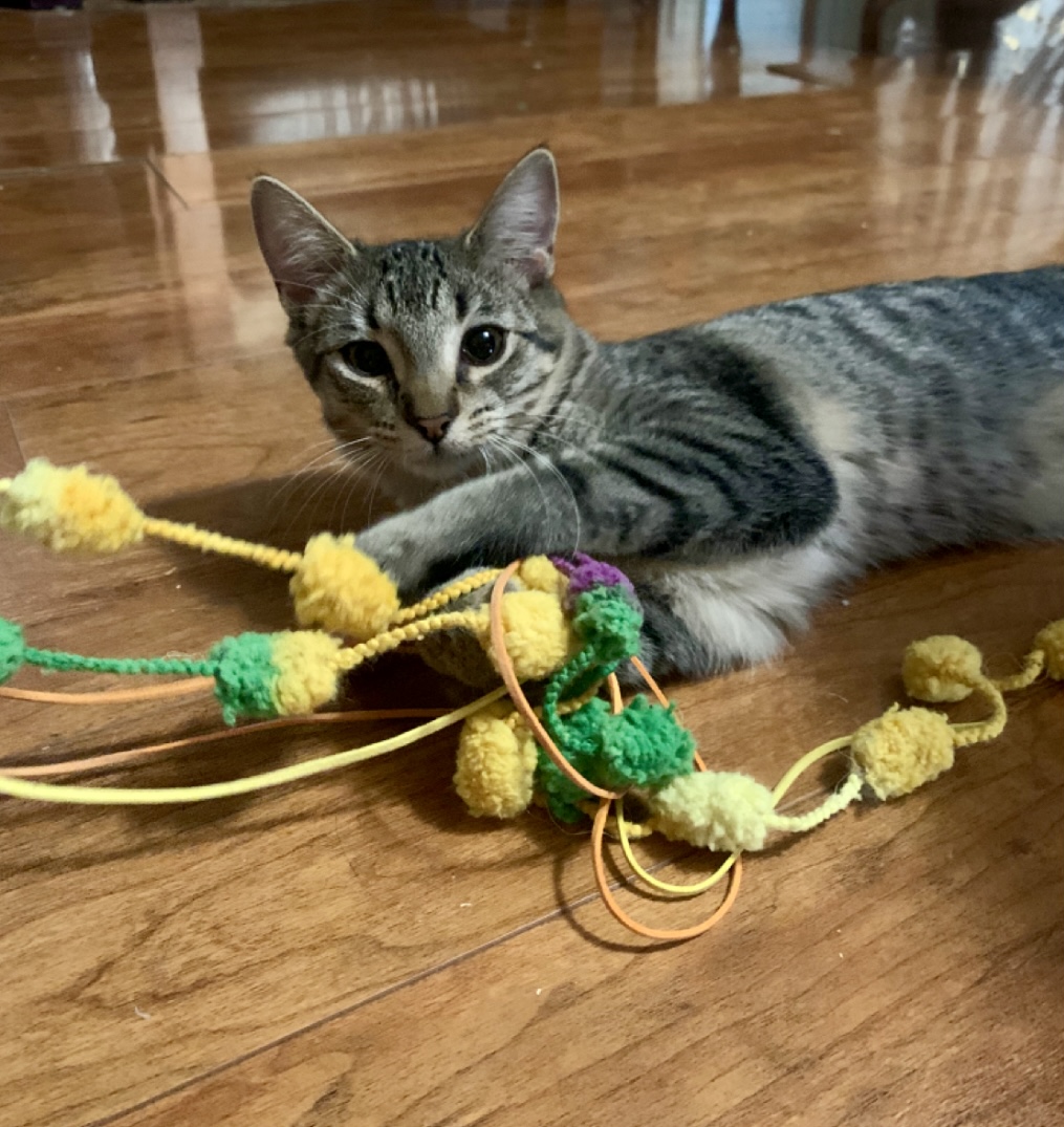 Kylee, a Adoptable mixed breed in Warwick, RI image 6/6