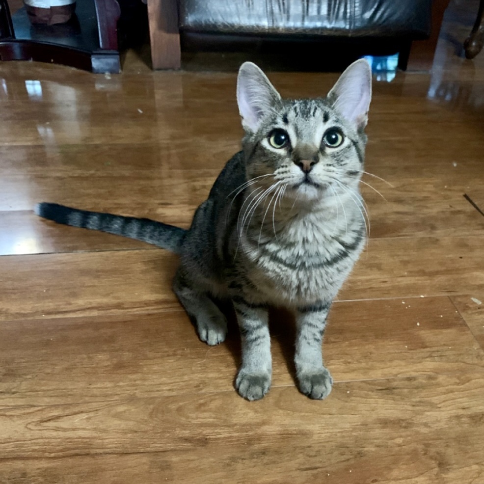 Kylee, a Adoptable mixed breed in Warwick, RI image 4/6