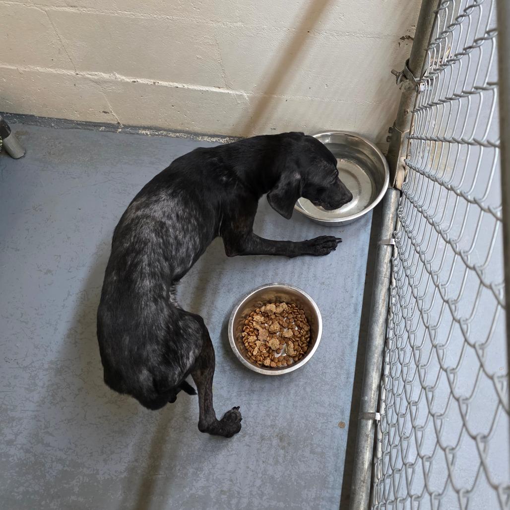 Enlarge Edward, a Adoptable mixed breed in Duncan, OK image 4/6