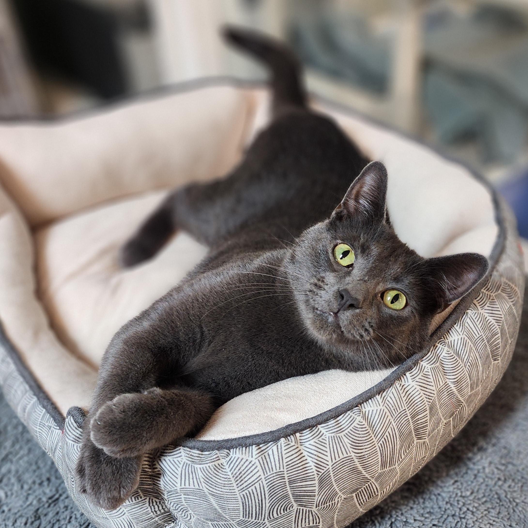 Enlarge Baxter, a Adoptable mixed breed in Greensboro, NC image 2/6