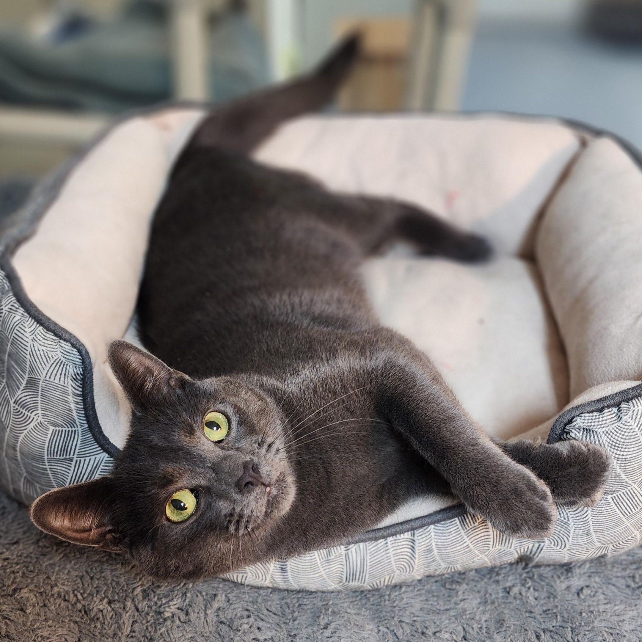 Enlarge Baxter, a Adoptable mixed breed in Greensboro, NC image 4/6