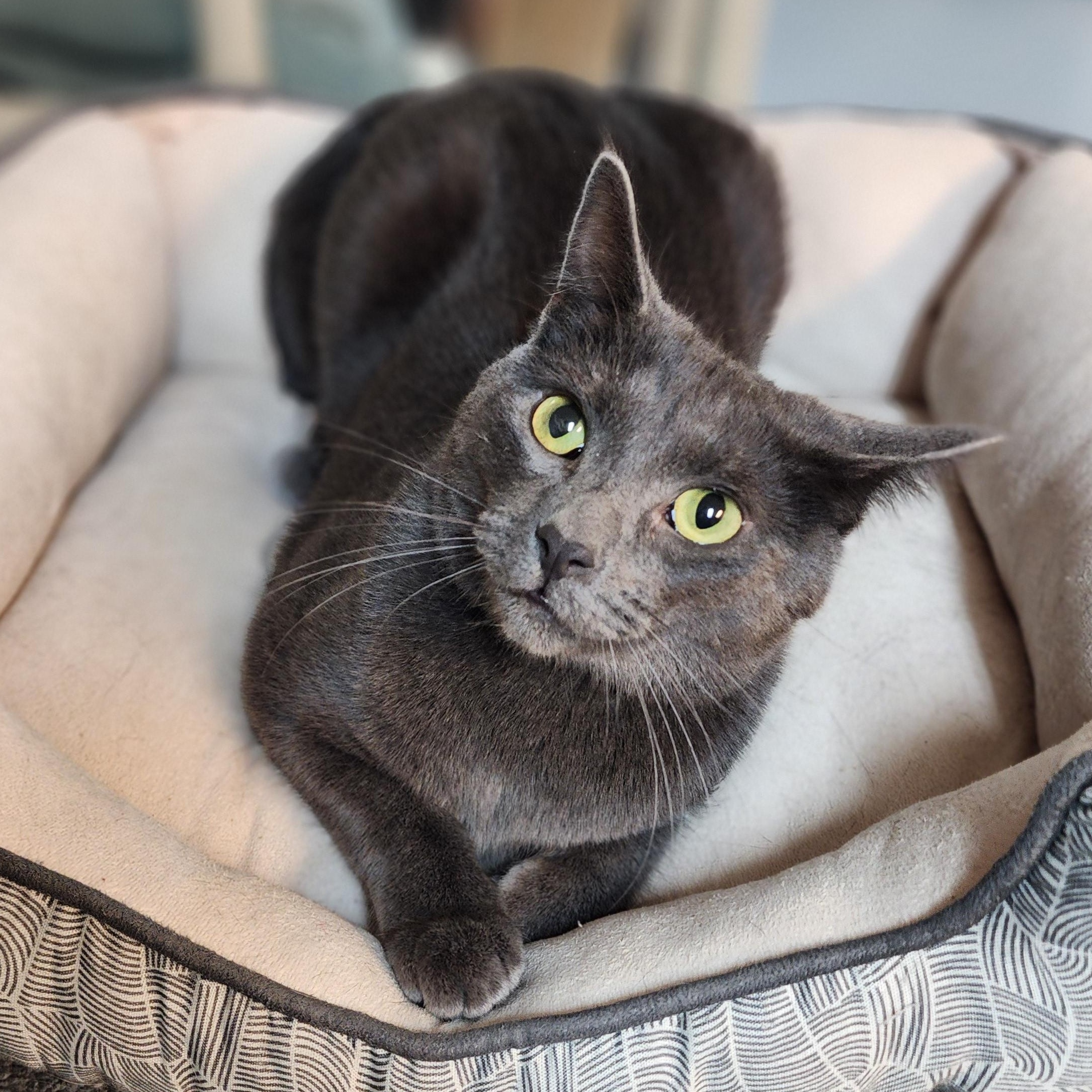 Enlarge Baxter, a Adoptable mixed breed in Greensboro, NC image 6/6