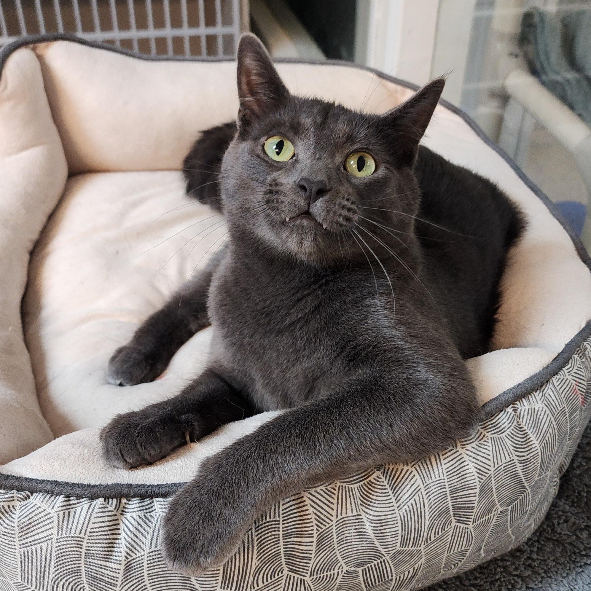 Enlarge Baxter, a Adoptable mixed breed in Greensboro, NC image 3/6