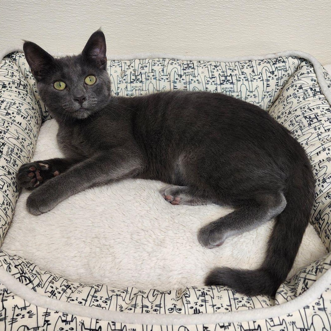 Baxter, Adoptable, Kitten Male Domestic Short Hair.