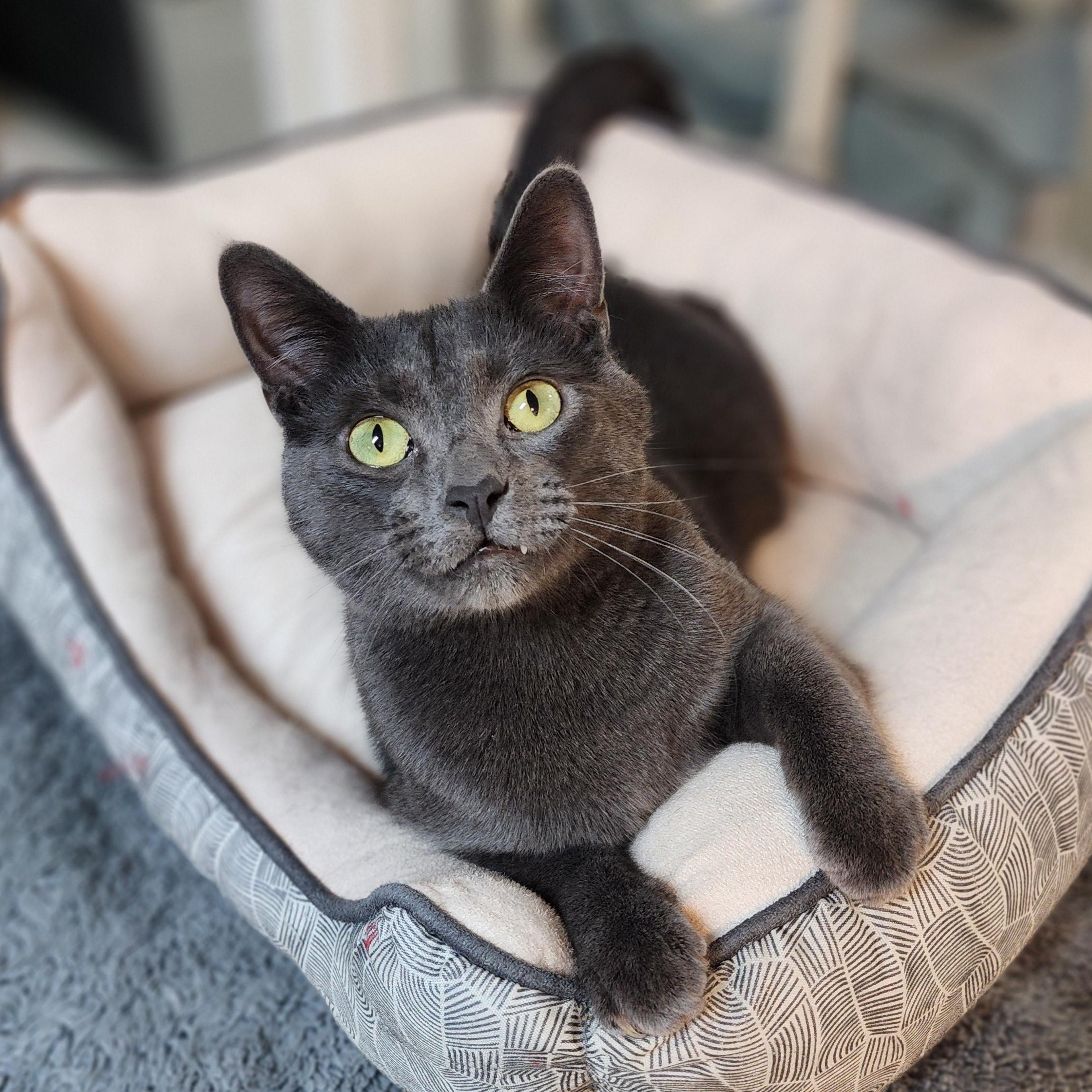 Baxter, Adoptable, Young Male Domestic Short Hair.