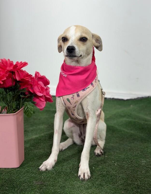 Enlarge Katie-One of our Amazing Rescue Dogs, an adopted mixed breed in Gilbert, AZ image 1/1