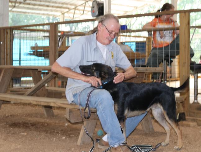 Blk GSD, Adopted, Young Male German Shepherd Dog.