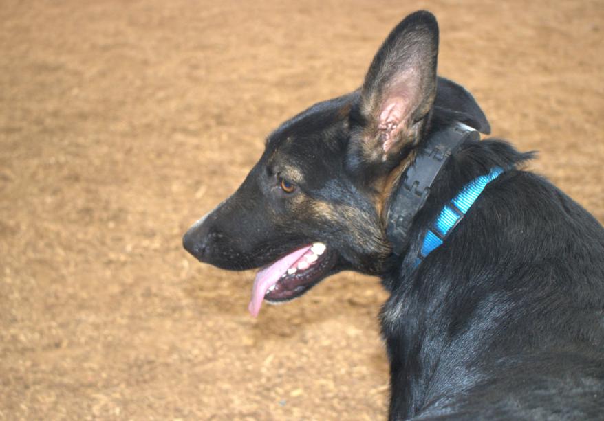Blk GSD, a Adopted German Shepherd Dog in Lawrenceburg, TN image 2/2