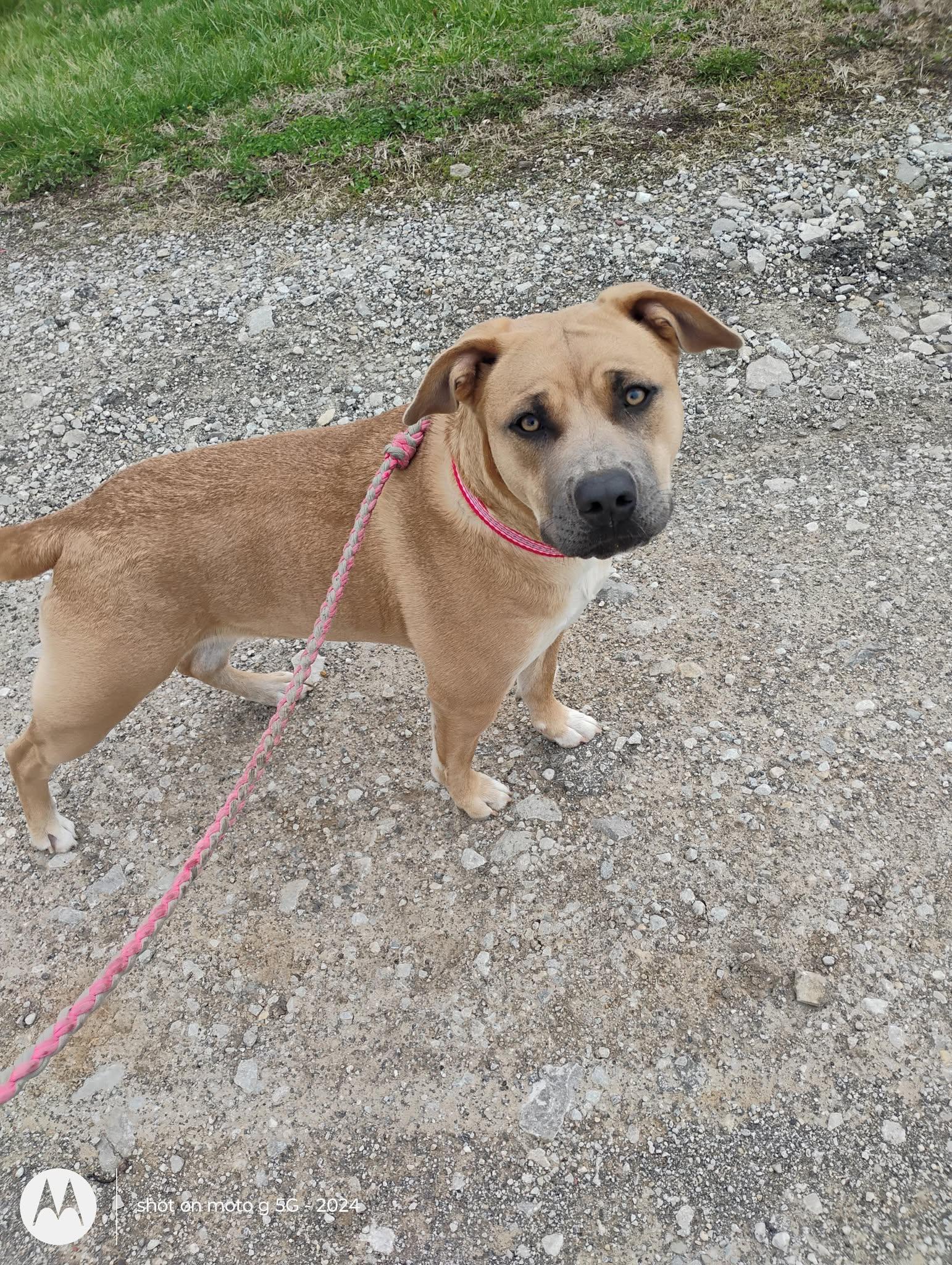 Enlarge Duchess, a Adopted mixed breed in Plattsburg, MO image 1/4