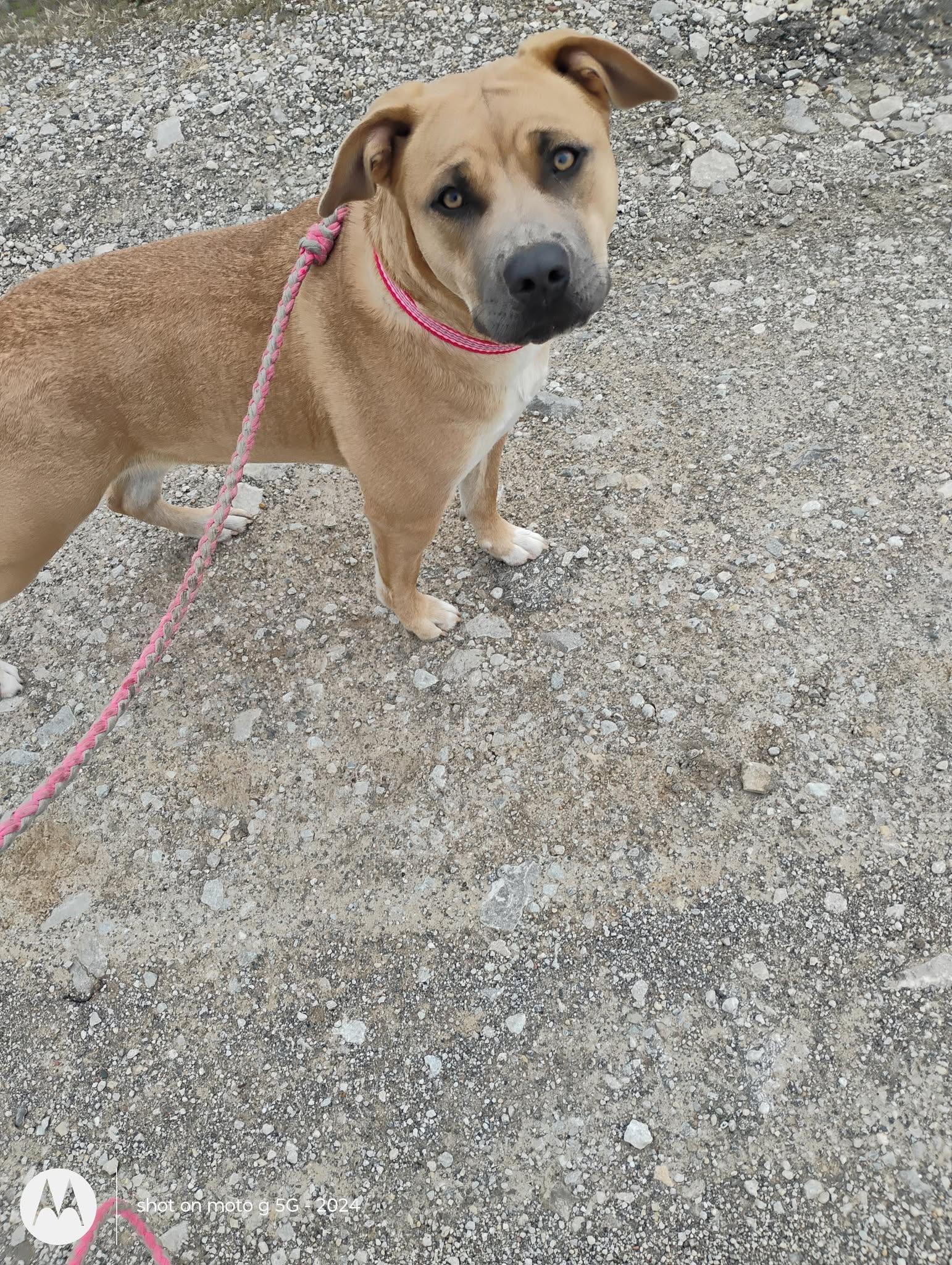 Enlarge Duchess, a Adopted mixed breed in Plattsburg, MO image 2/4