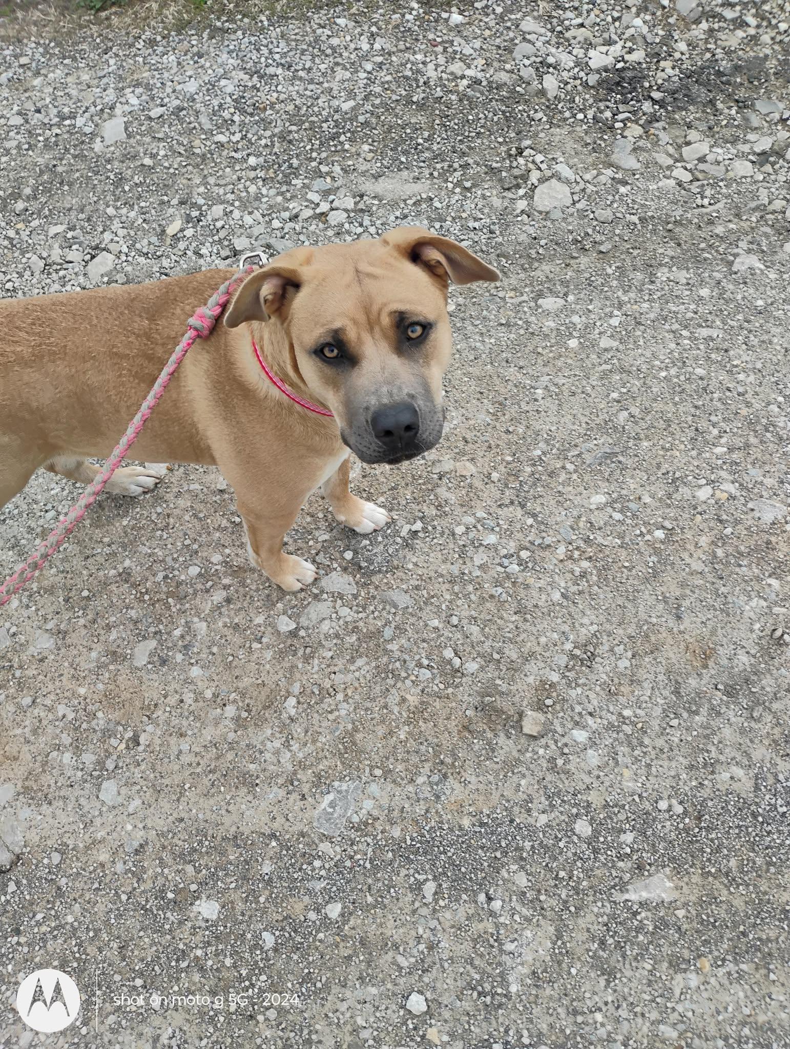 Enlarge Duchess, a Adopted mixed breed in Plattsburg, MO image 3/4