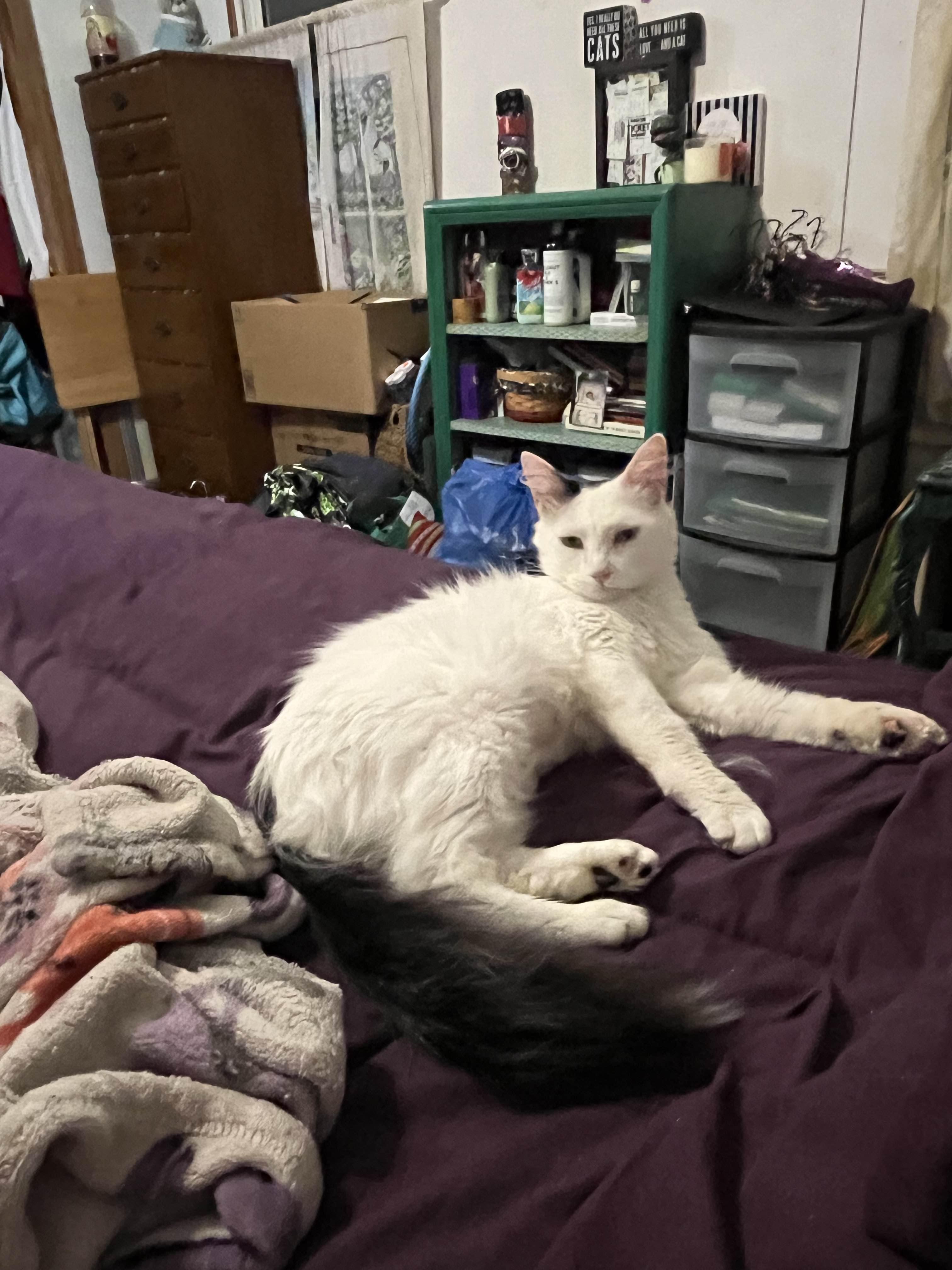 Moa, a ADOPTABLE Domestic Medium Hair in Midland, MI image 4/4