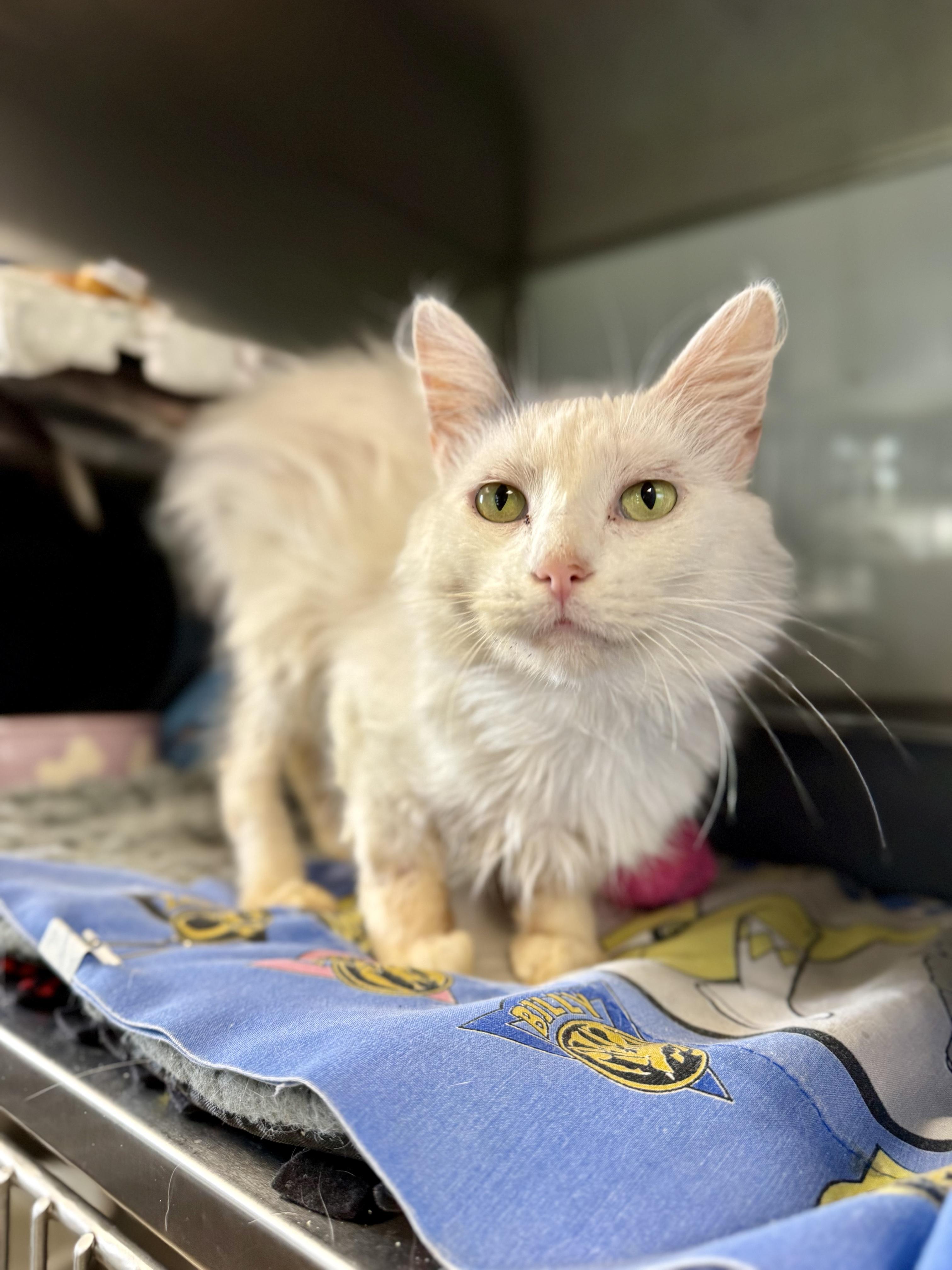 Enlarge Moa, a Adoptable Domestic Medium Hair in Midland, MI image 2/5