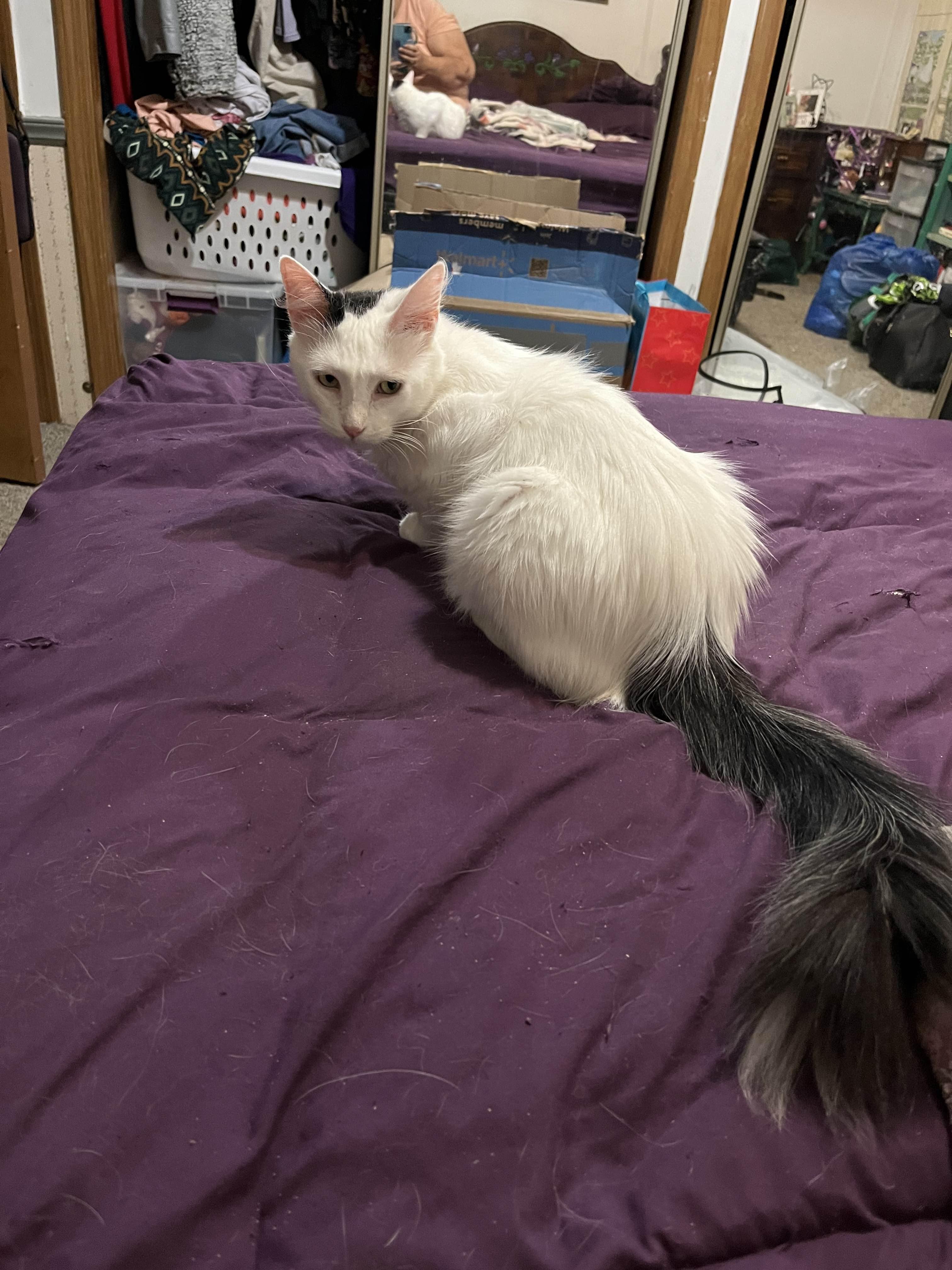 Moa, a ADOPTABLE Domestic Medium Hair in Midland, MI image 2/4