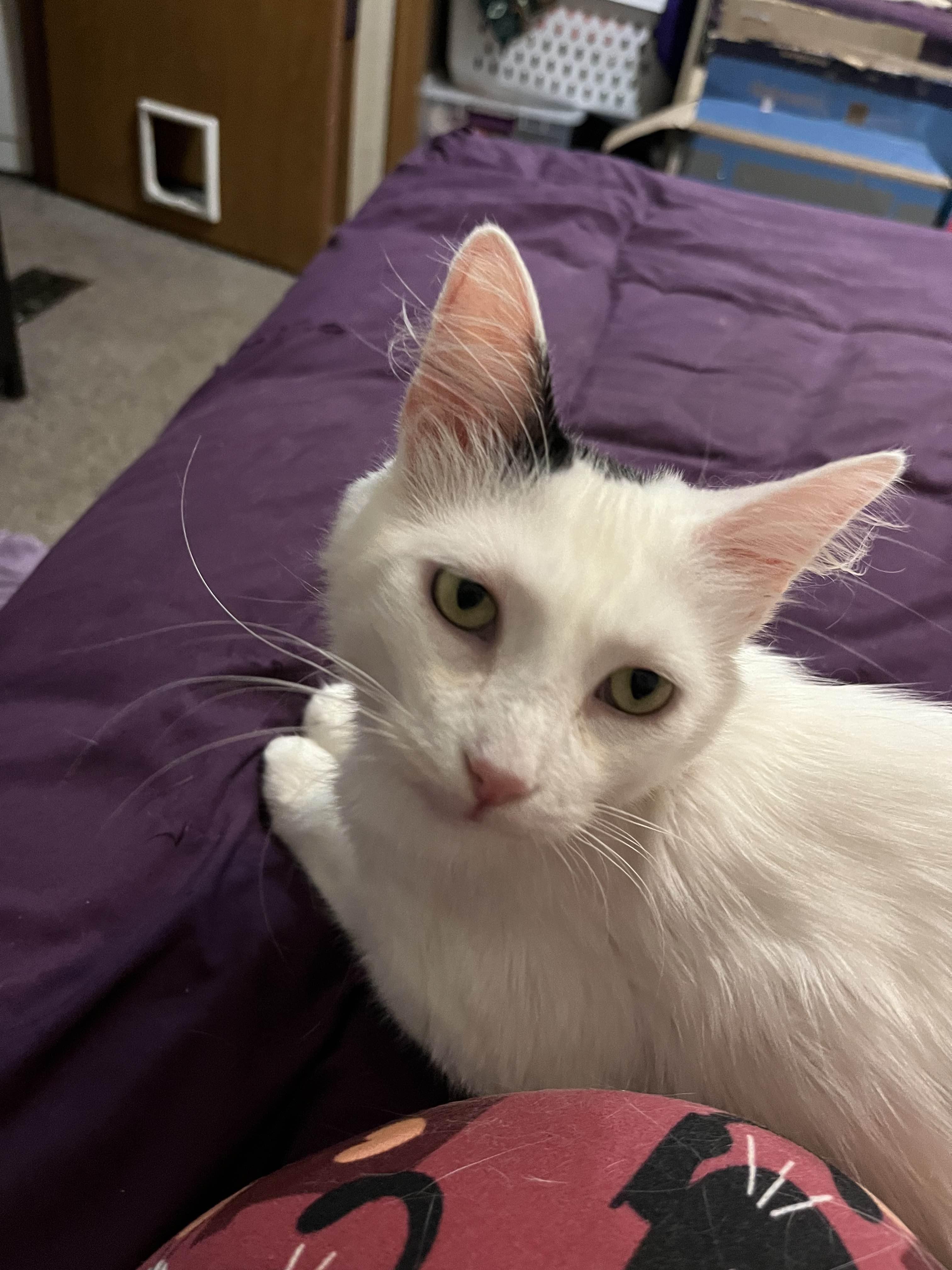 Moa, a ADOPTABLE Domestic Medium Hair in Midland, MI image 3/4