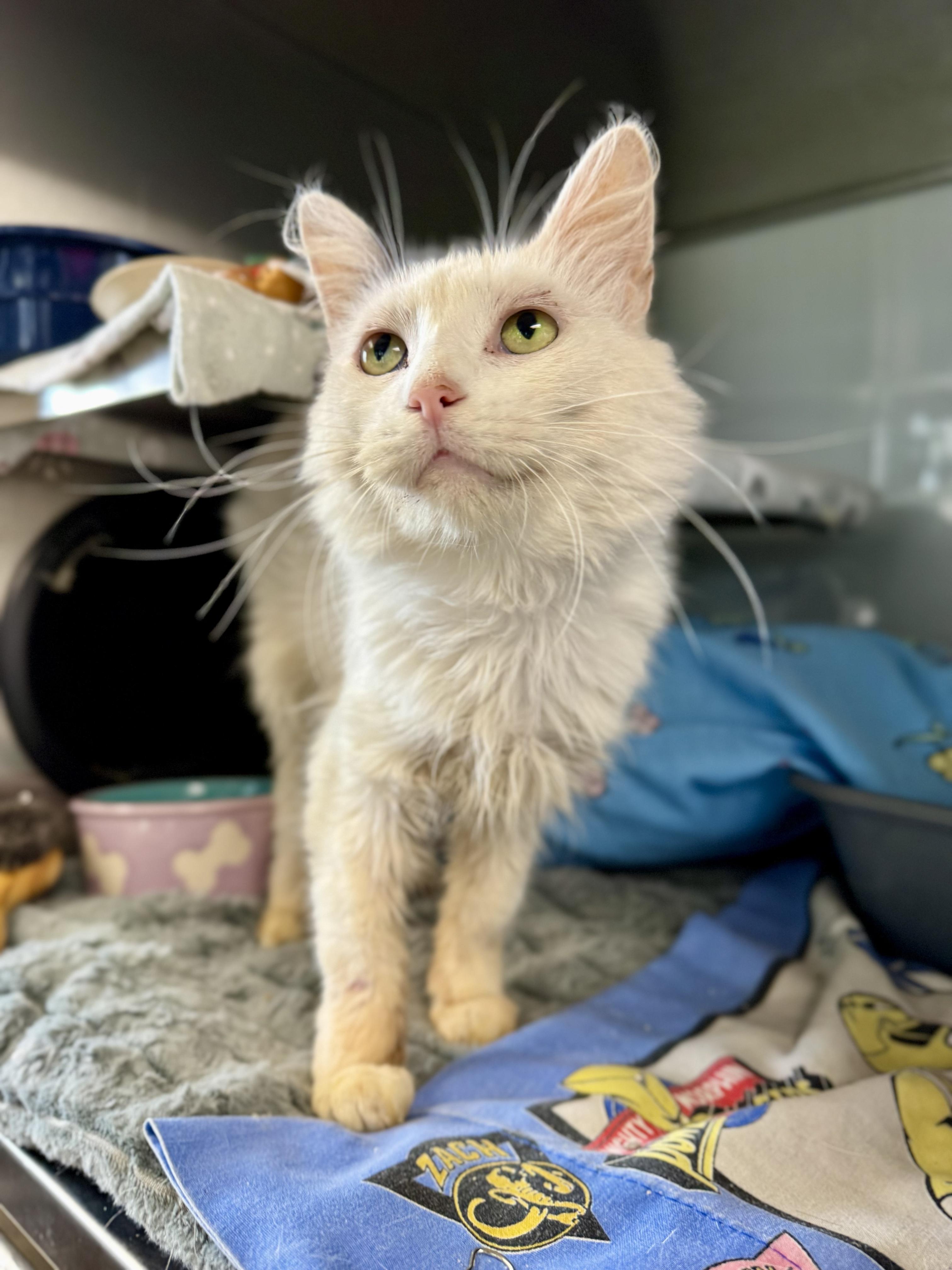 Enlarge Moa, a Adoptable Domestic Medium Hair in Midland, MI image 3/5