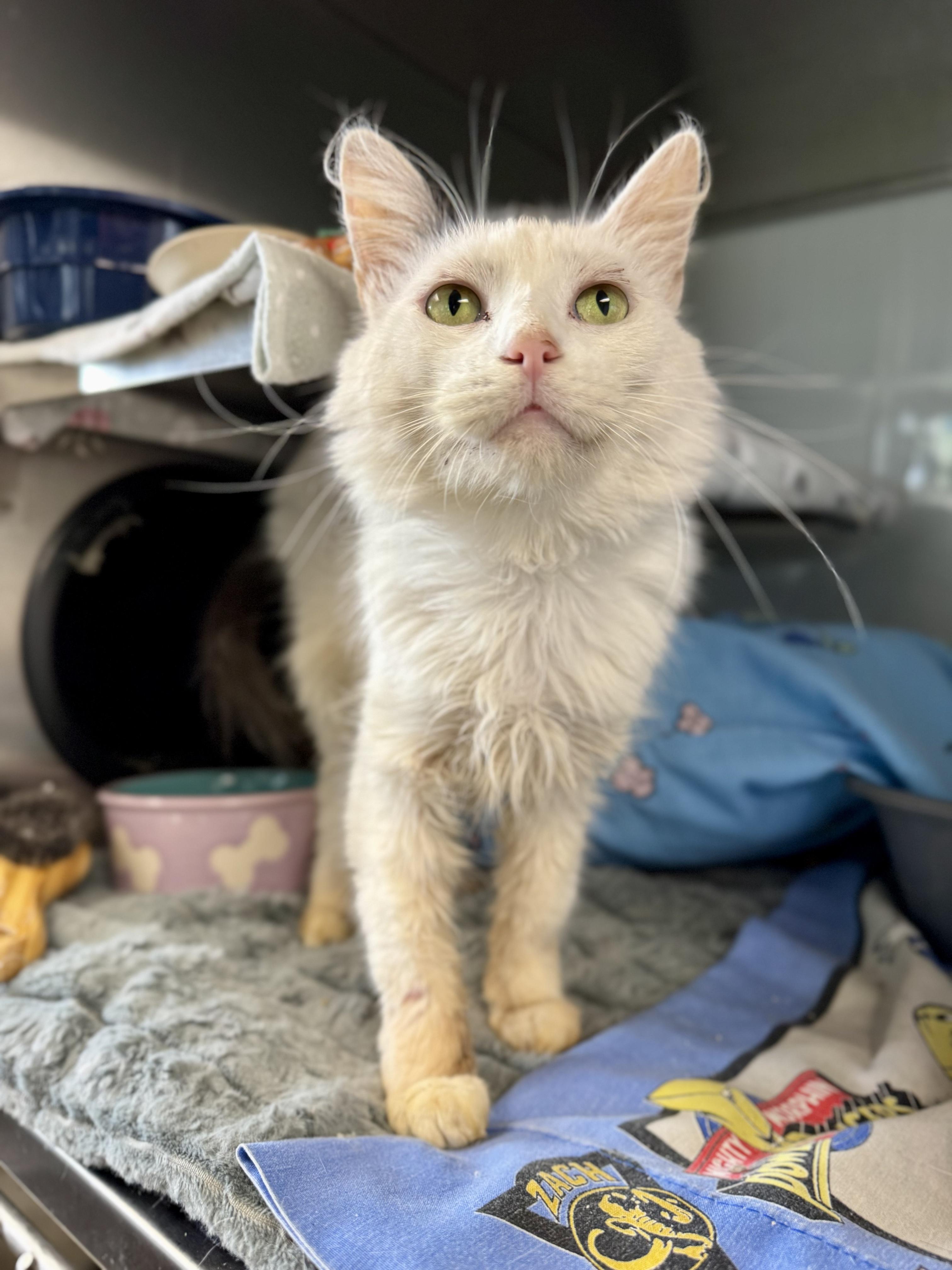 Enlarge Moa, a Adoptable Domestic Medium Hair in Midland, MI image 5/5