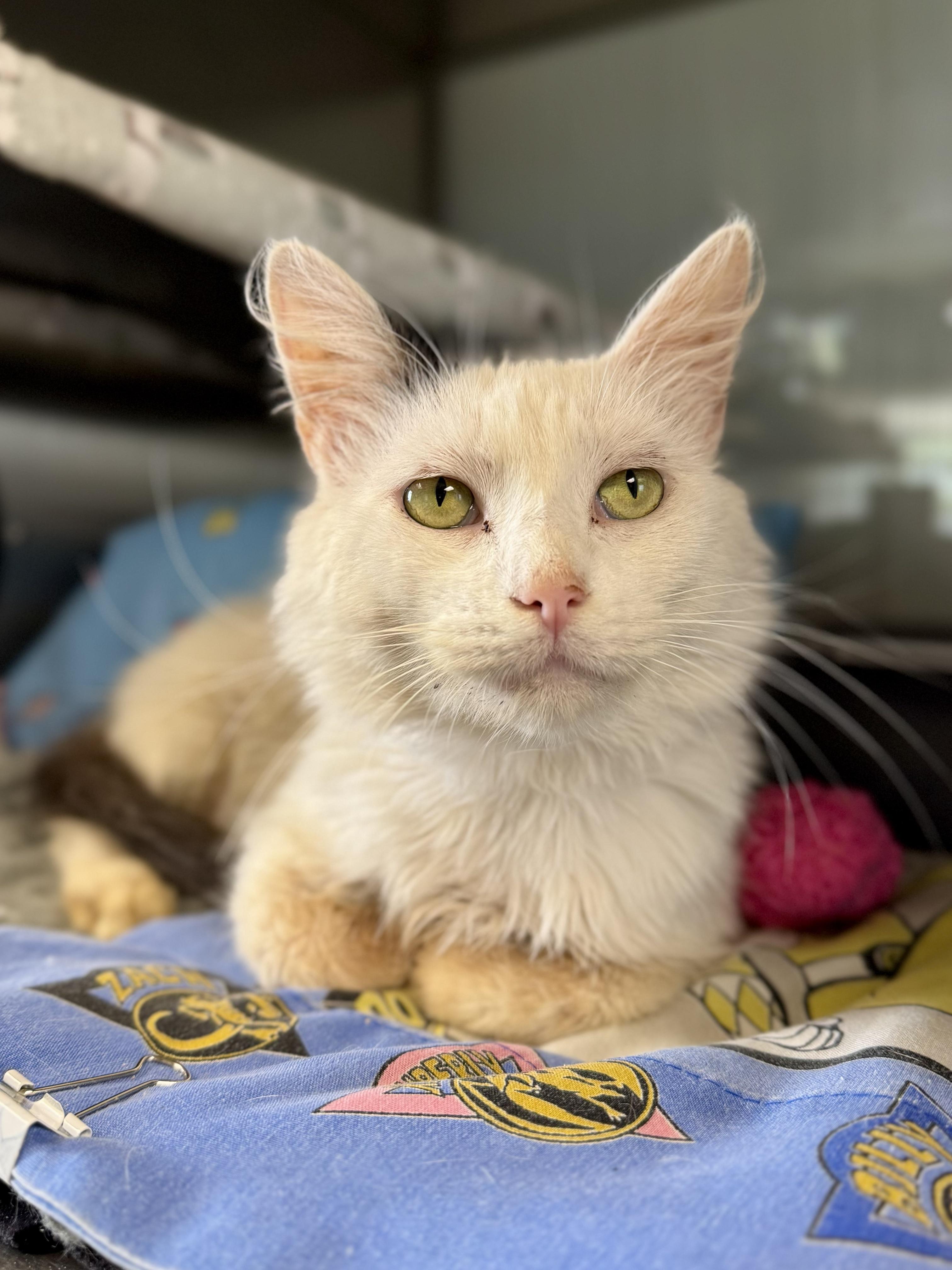 Enlarge Moa, a Adoptable Domestic Medium Hair in Midland, MI image 4/5