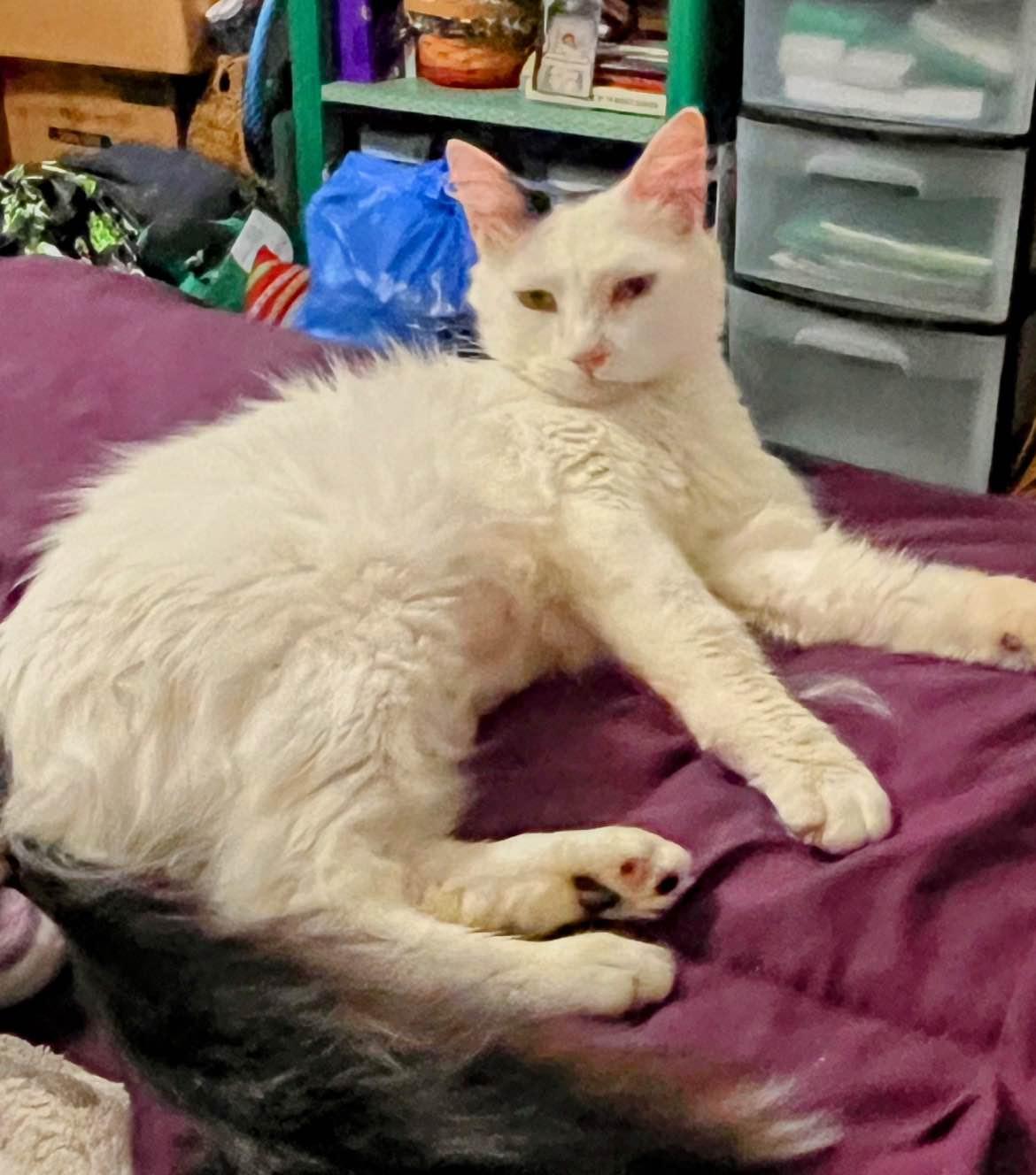 Moa, ADOPTABLE, Young Female Domestic Medium Hair.