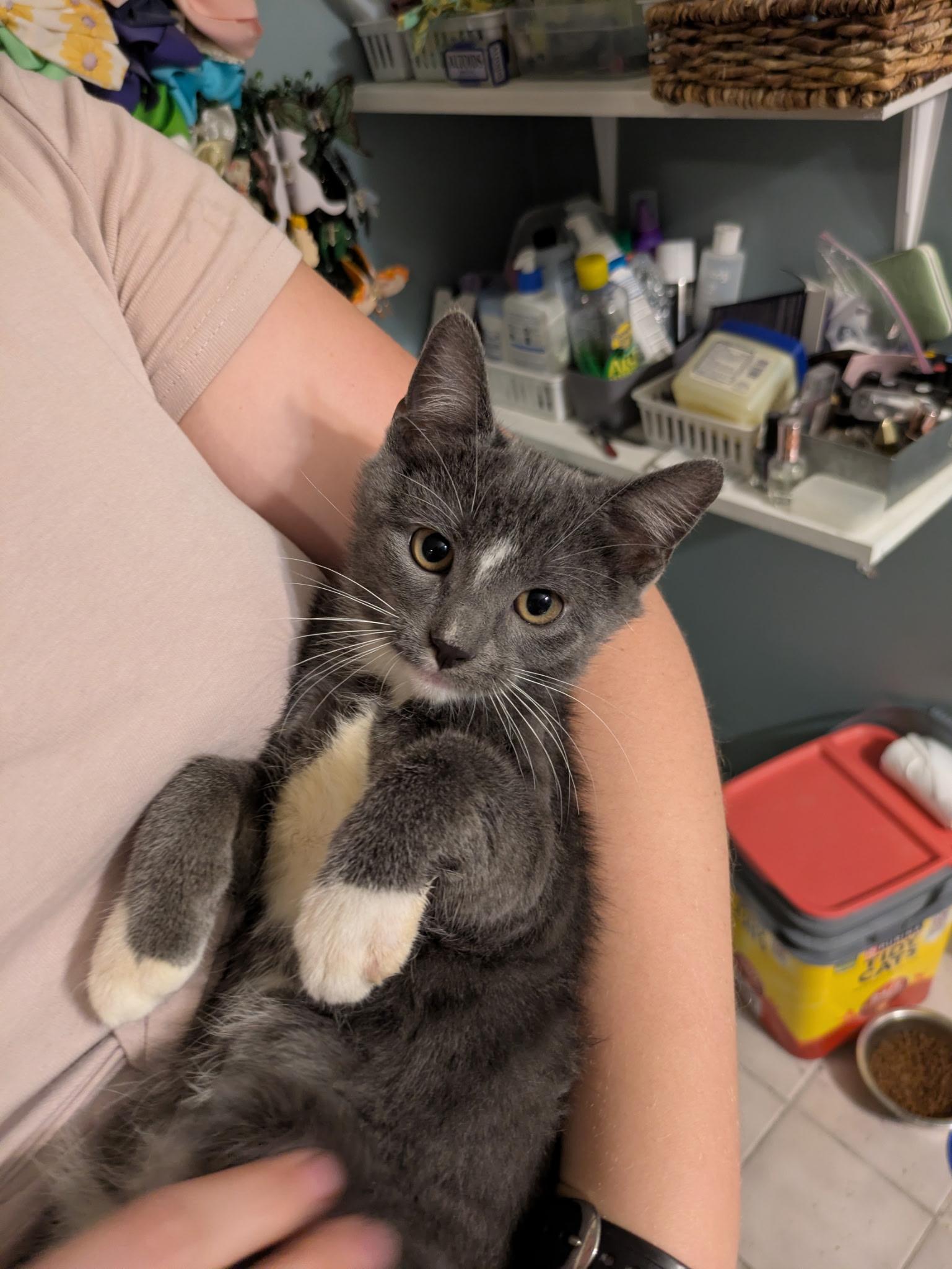 Bobble, Adoptable, Kitten Male Tuxedo.