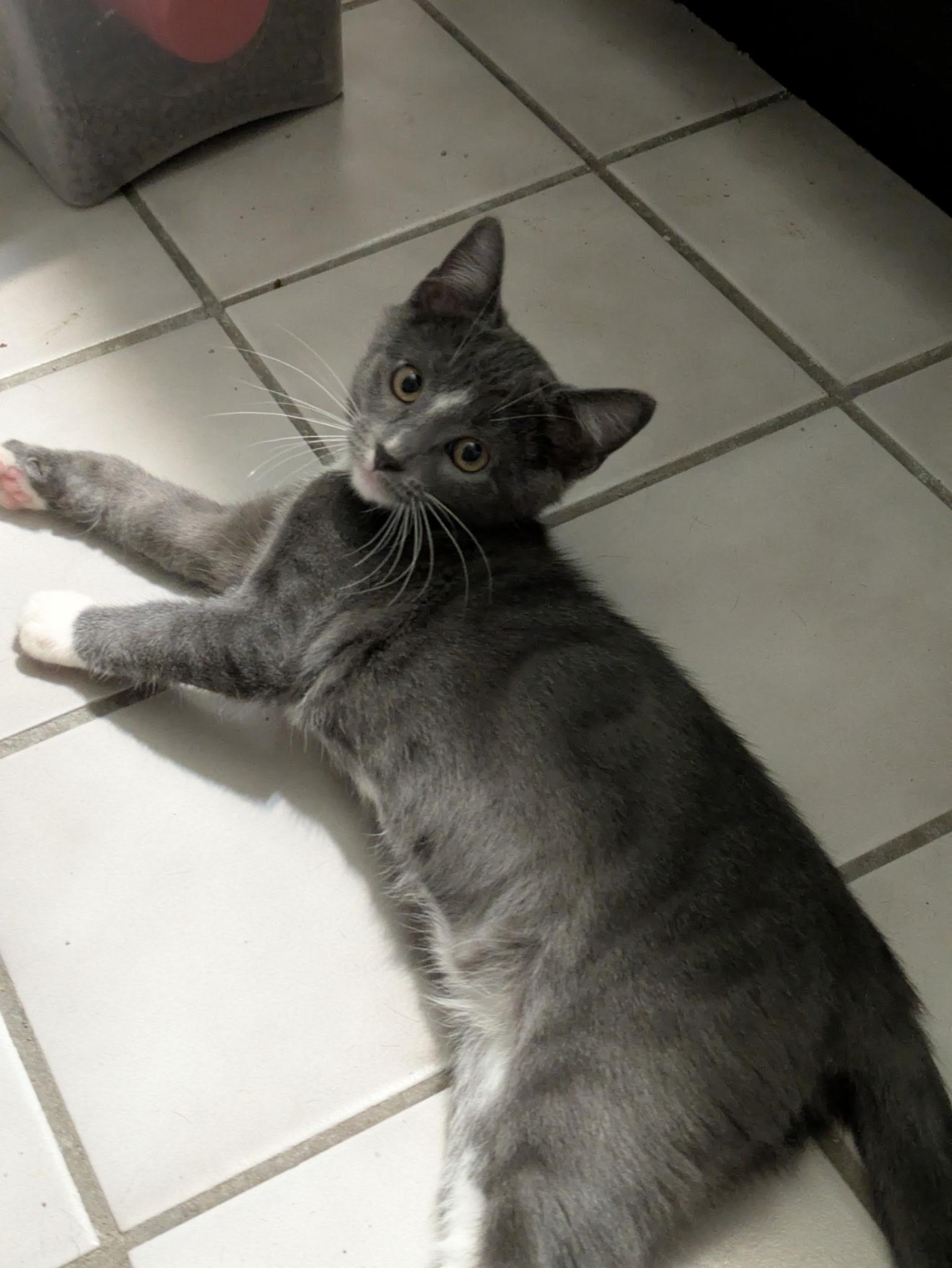 Enlarge Bobble, a Adoptable mixed breed in Madison, WI image 6/6