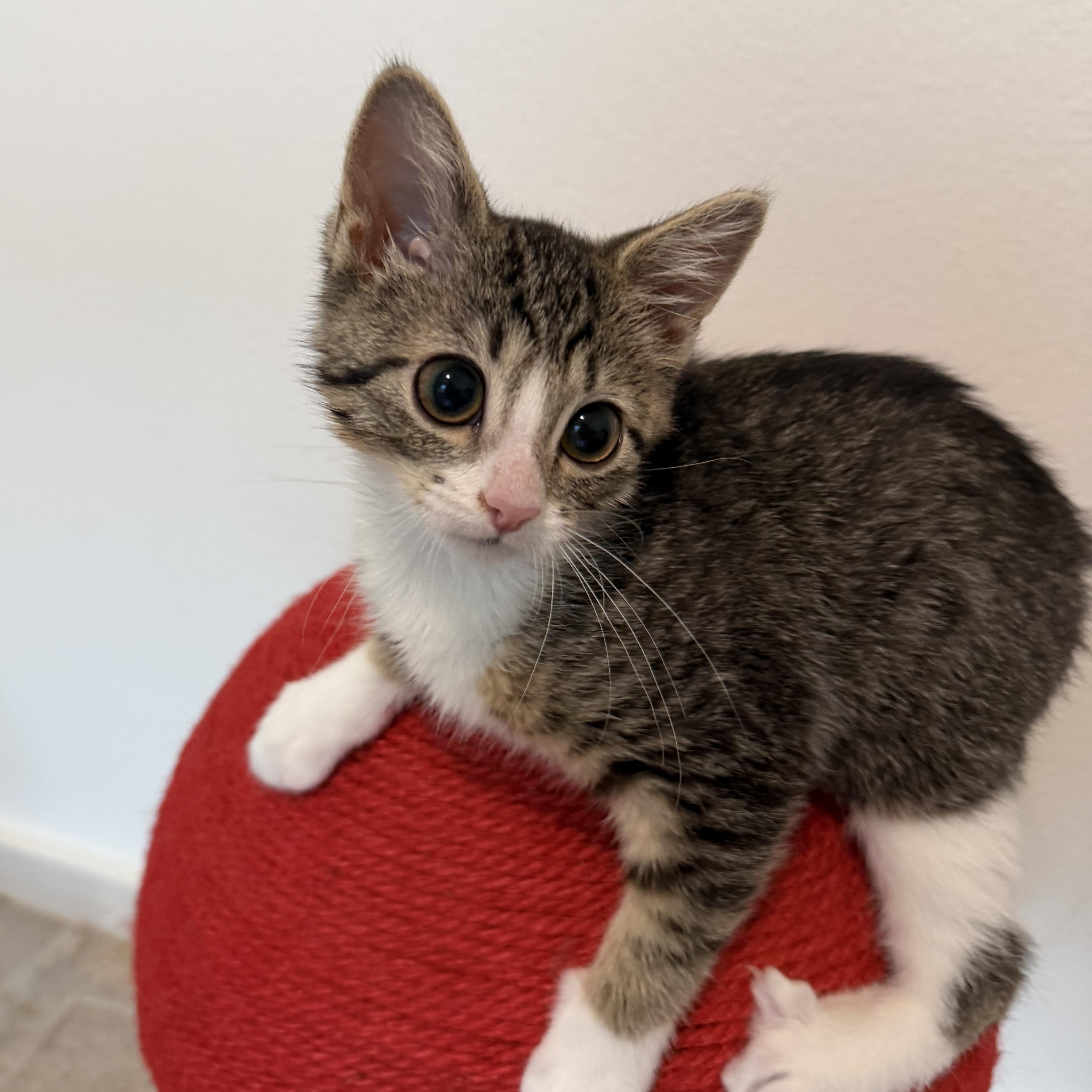 Enlarge Daisy, a ADOPTABLE mixed breed in Renton, WA image 1/4