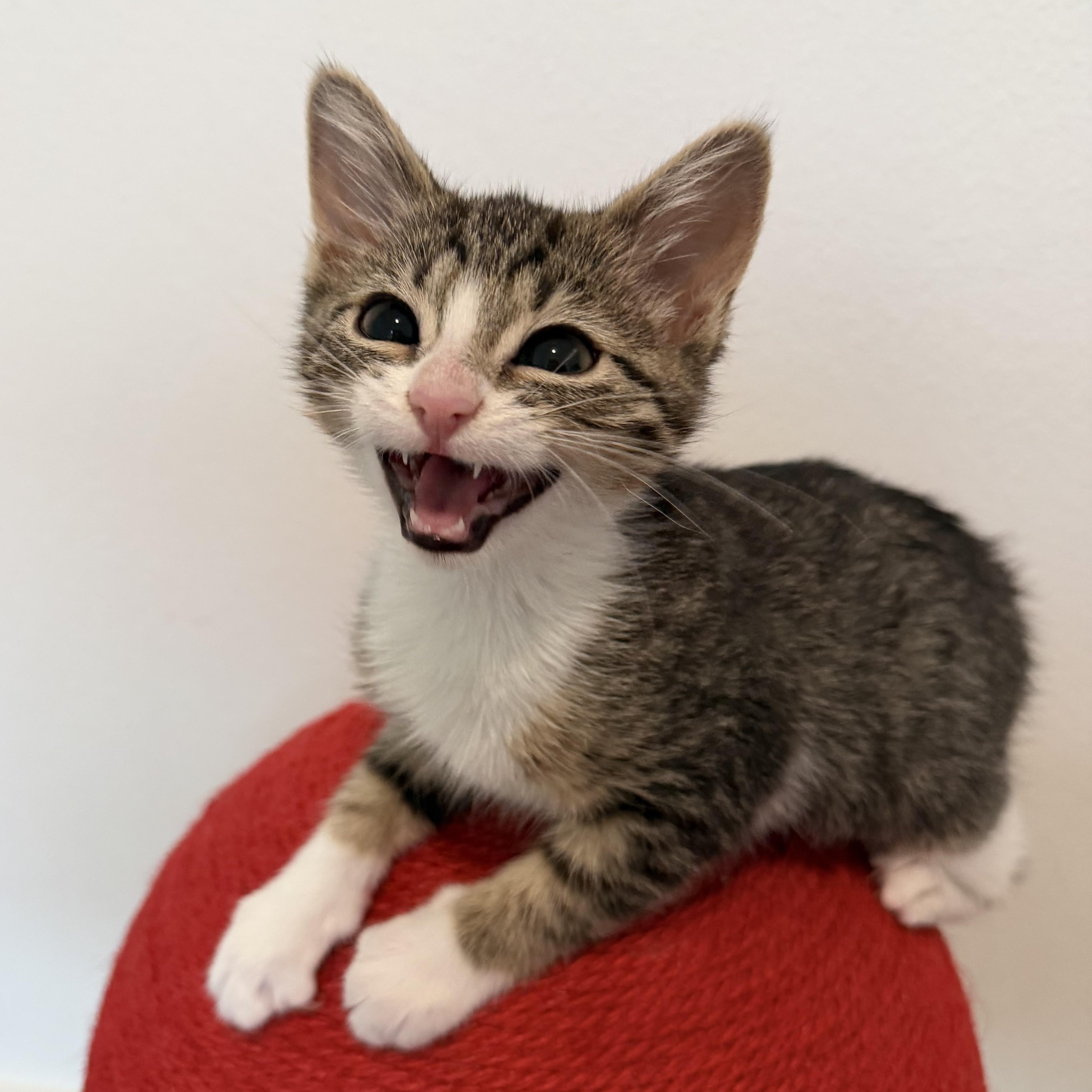 Enlarge Daisy, a ADOPTABLE mixed breed in Renton, WA image 3/4