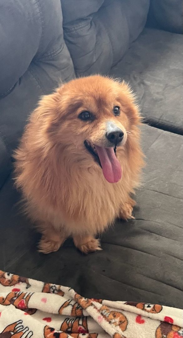 Benny, an adopted Pomeranian in Oakdale, CA_image-1
