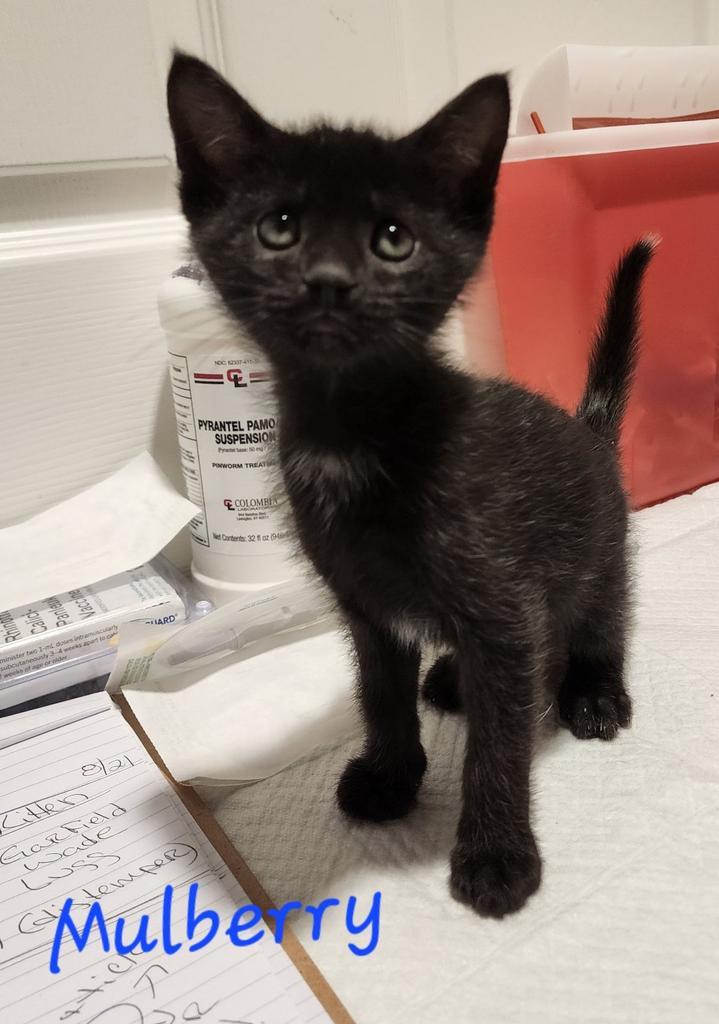 Enlarge Mulberry, a Adoptable Domestic Short Hair in Cambridge, MD image 1/1