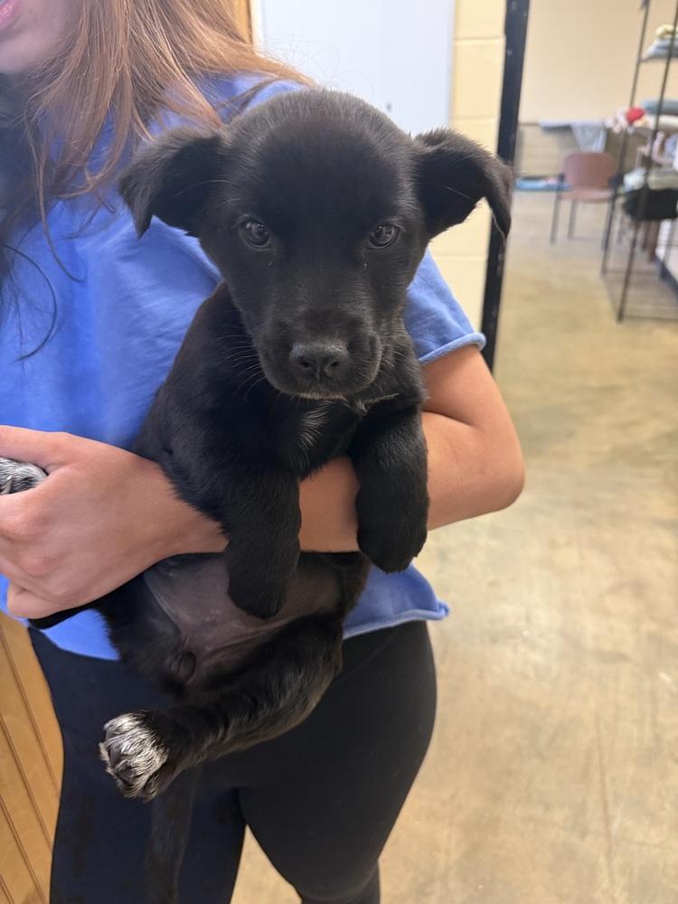 Enlarge JoAnna 25D-489, a Adopted mixed breed in Corinth, MS image 1/2