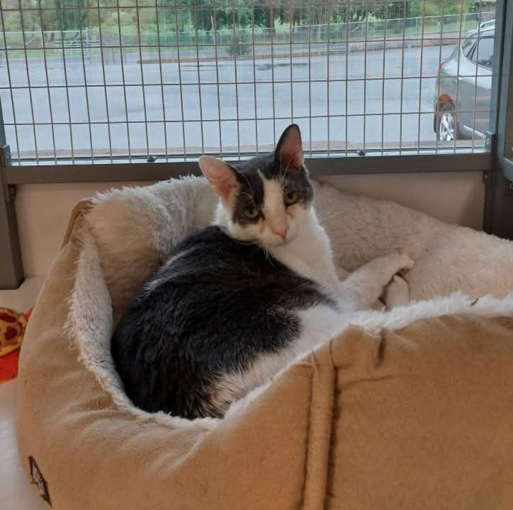 Gerry, a Adoptable Domestic Short Hair in Temple, PA image 2/3