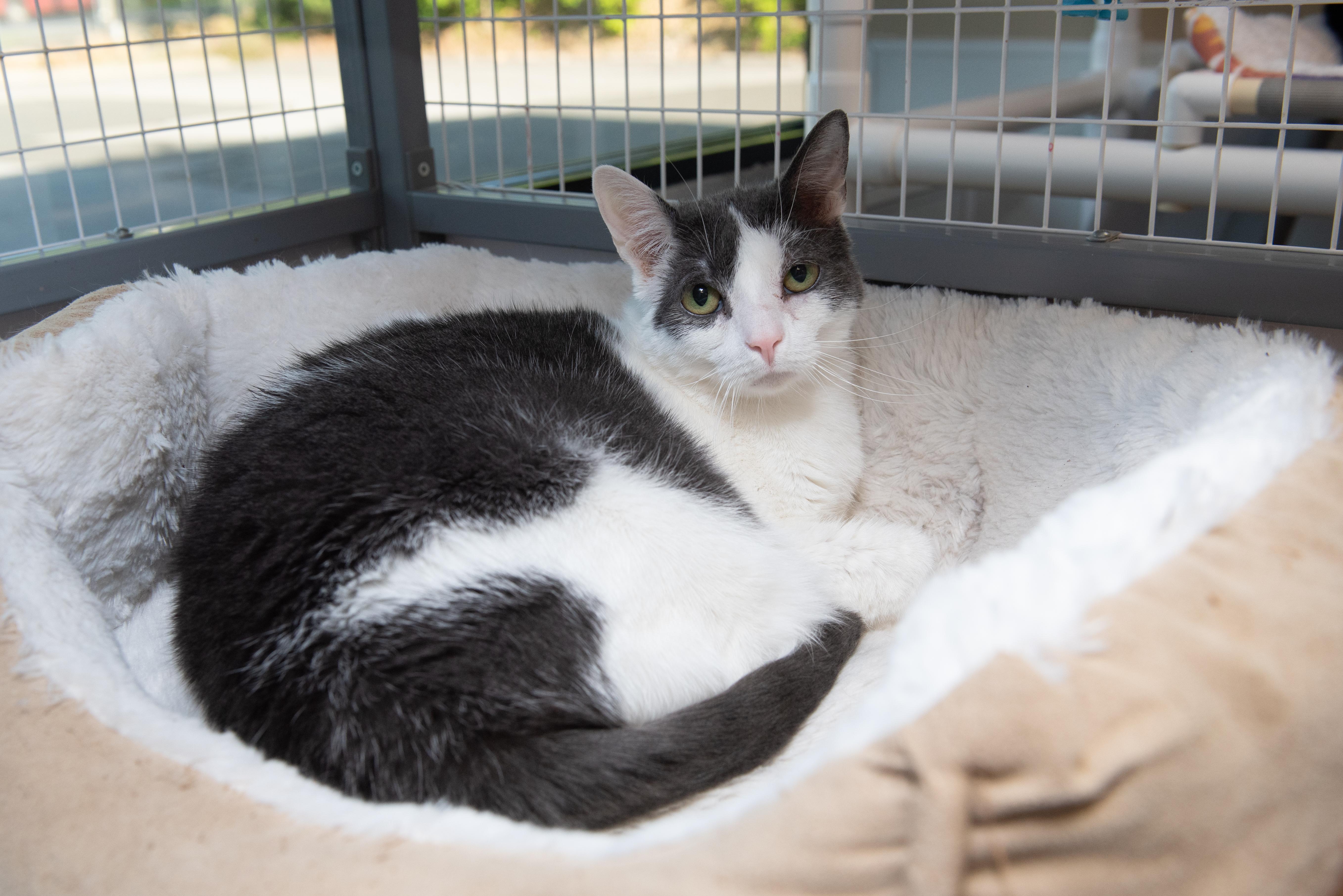 Gerry, a Adoptable Domestic Short Hair in Temple, PA image 3/3