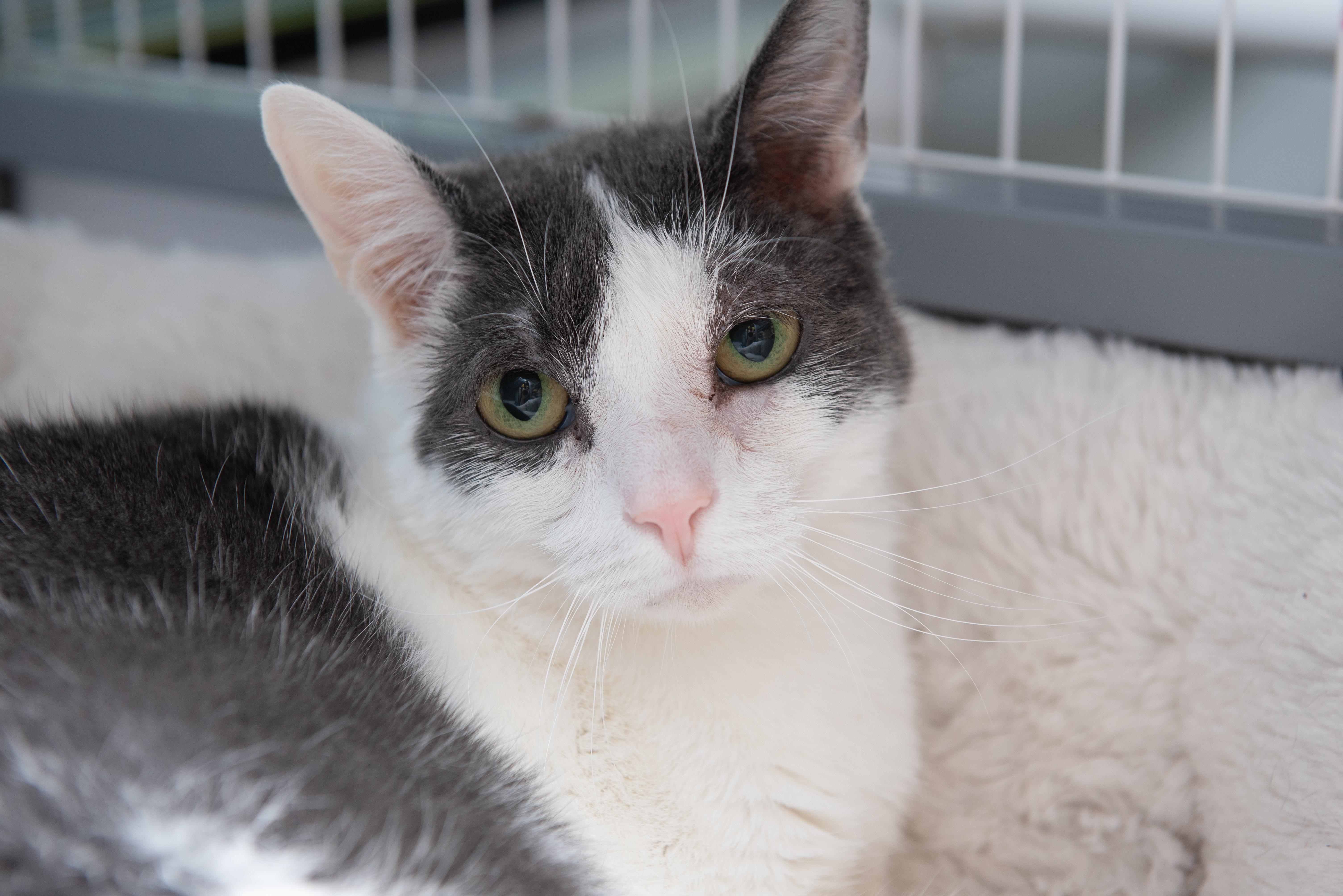 Gerry, a Adoptable Domestic Short Hair in Temple, PA image 1/3