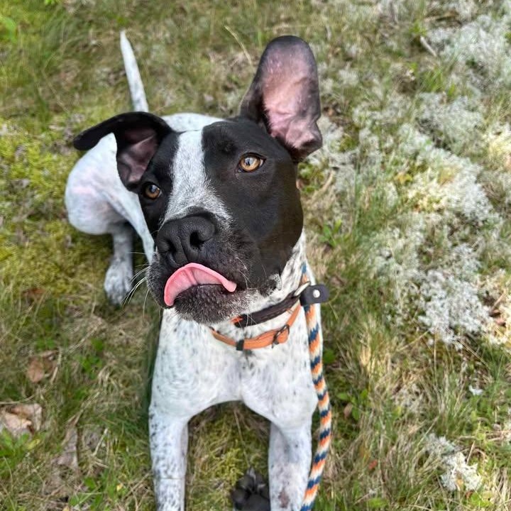 Stanley, an adoptable Pit Bull Terrier in Manistique, MI, 49854 | Photo Image 1