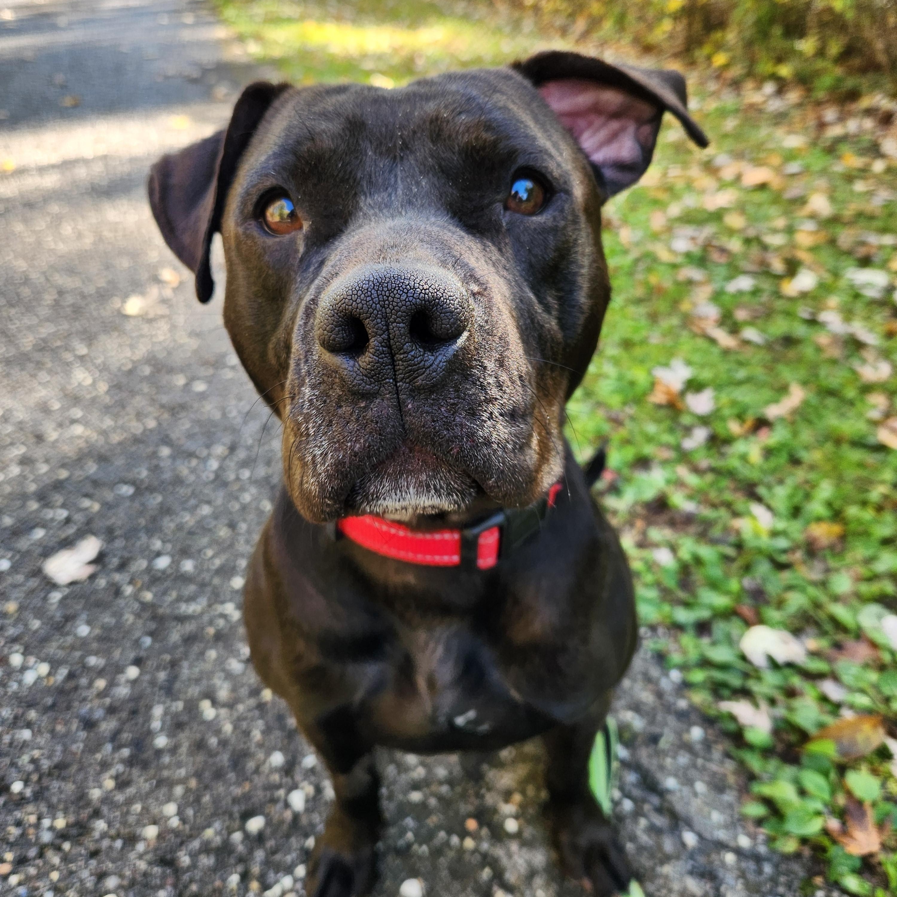 Buzz, Adoptable, Adult Male Pit Bull Terrier.