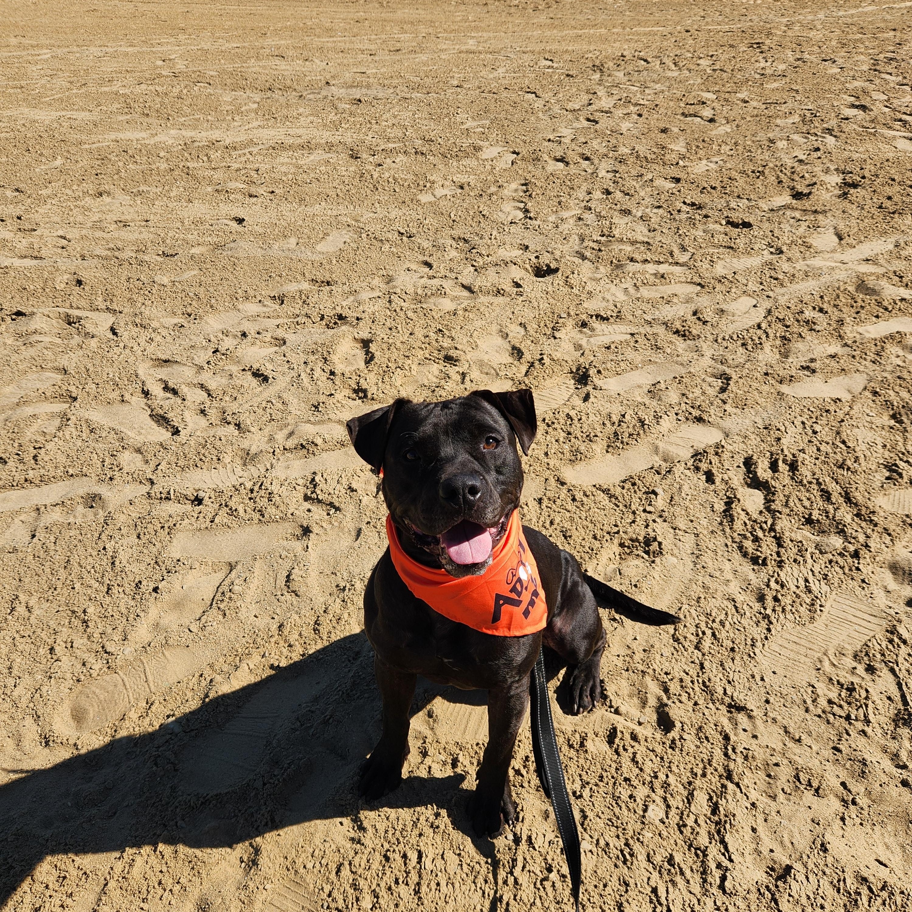 Enlarge Buzz, a Adoptable mixed breed in Warren, OH image 2/2