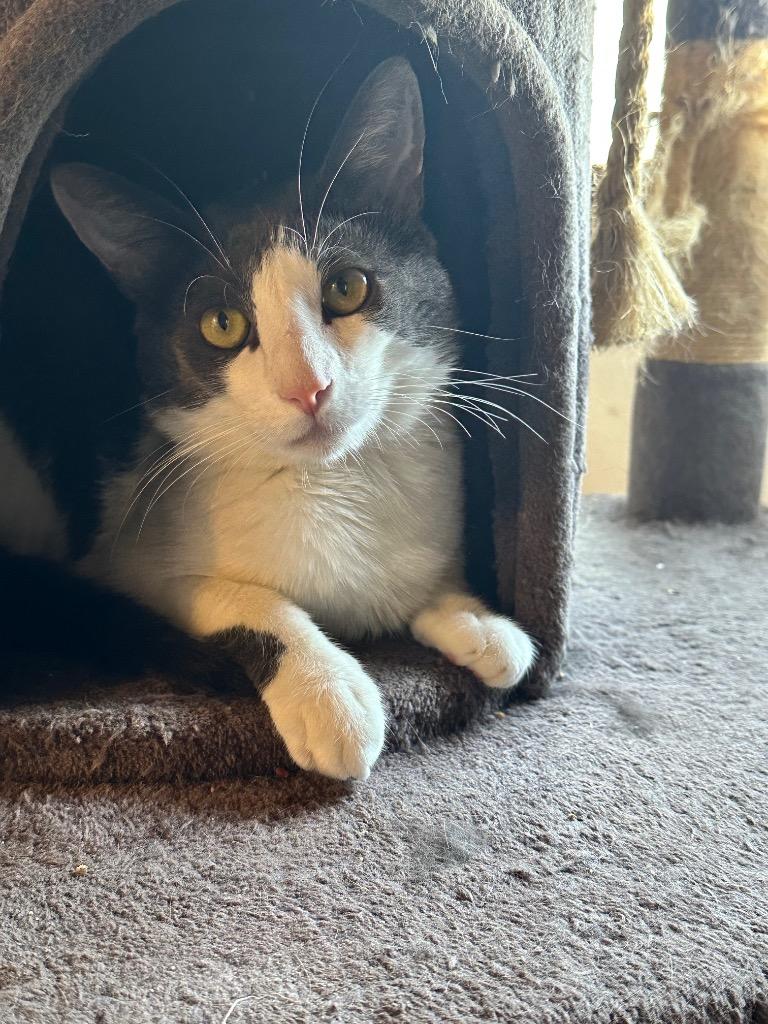 Murdock, Young Male Domestic Short Hair
