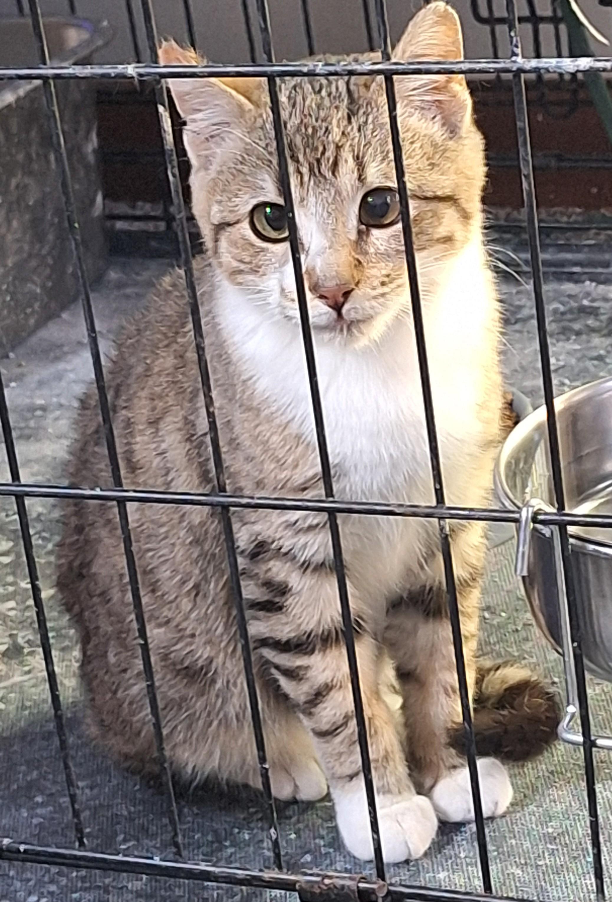 Enlarge Atticus, a Adopted Domestic Short Hair in Garden City, MI image 1/1