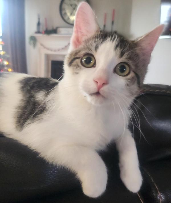 Enlarge SPOTS, a Adoptable Domestic Short Hair in Kenosha, WI image 1/6