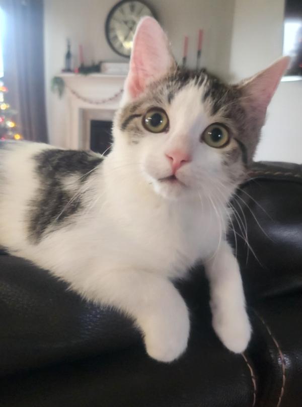 Enlarge SPOTS, a Adoptable Domestic Short Hair in Kenosha, WI image 2/6