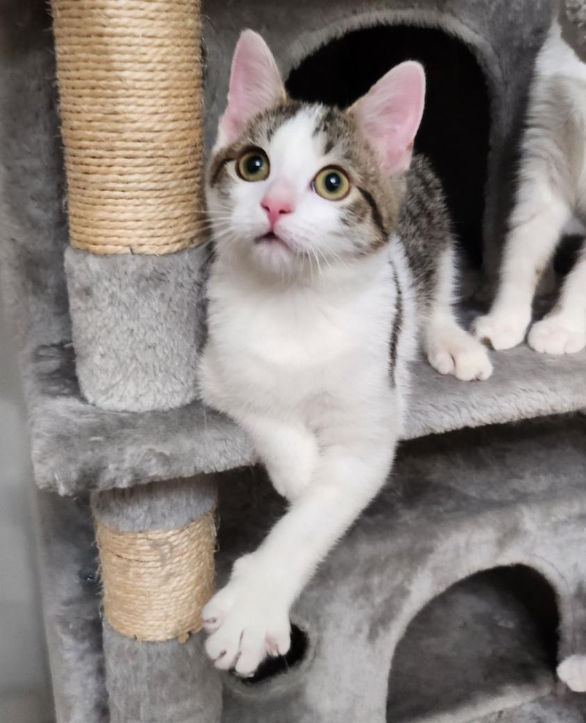 Enlarge SPOTS, a Adoptable Domestic Short Hair in Kenosha, WI image 3/6