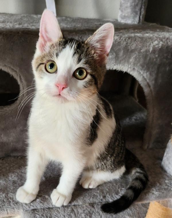 SPOTS, Adoptable, Kitten Male Domestic Short Hair.