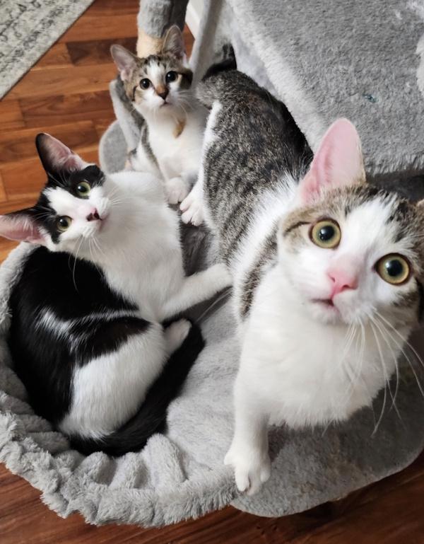 Enlarge SPOTS, a Adoptable Domestic Short Hair in Kenosha, WI image 5/6