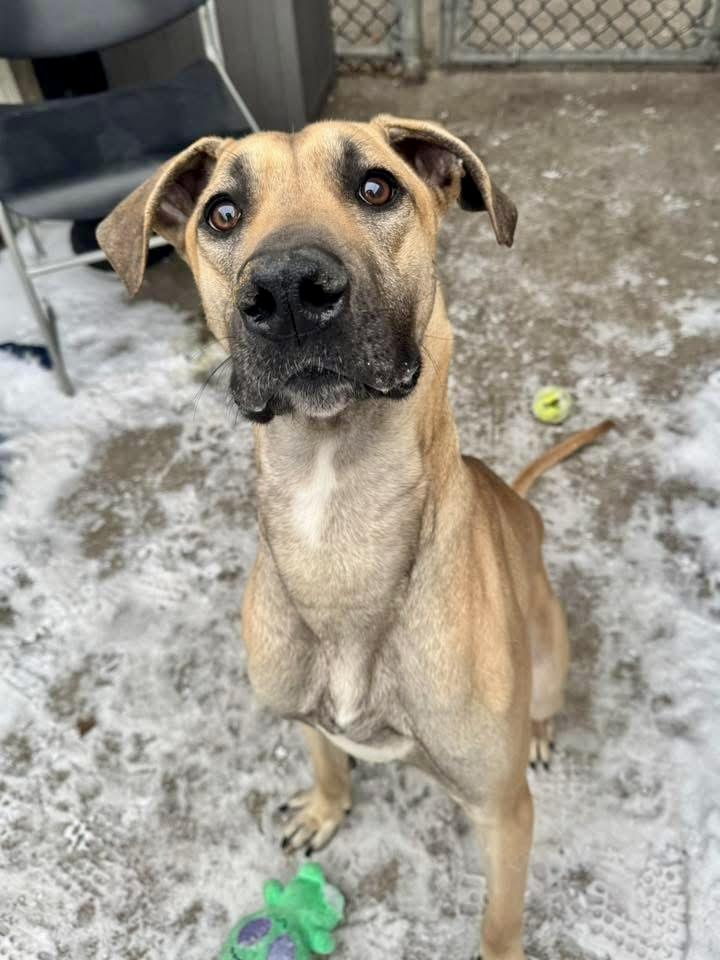 Zane, ADOPTABLE, Young Male Great Dane.