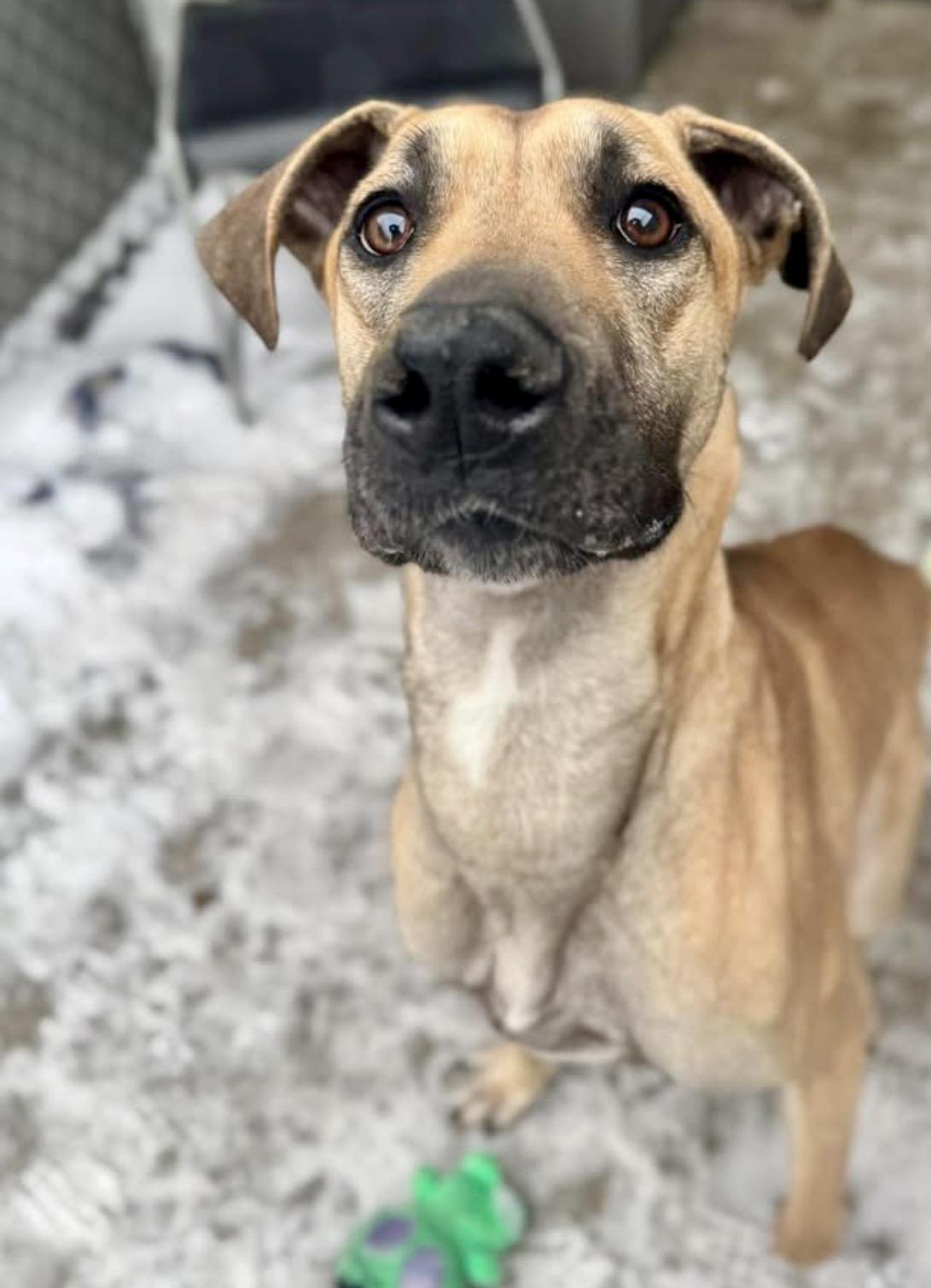 Enlarge Zane, a ADOPTABLE mixed breed in Chicago, IL image 2/5