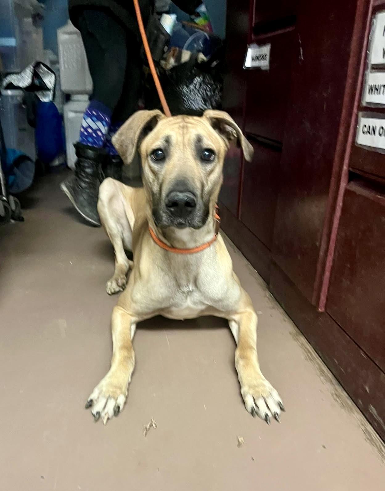 Enlarge Zane, a ADOPTABLE mixed breed in Chicago, IL image 3/5